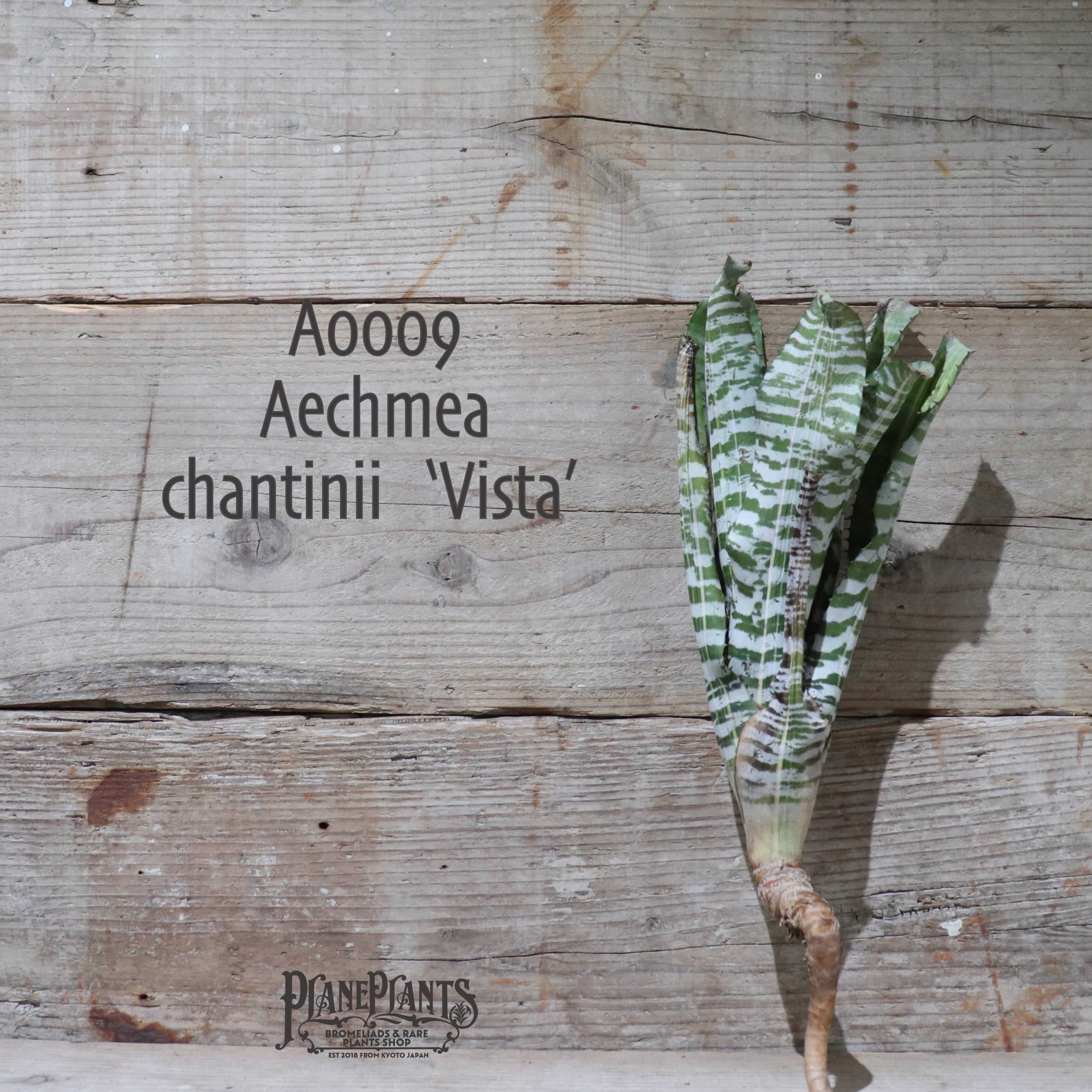 Aechmea chantinii 'Vista'〔エクメア〕現品発送A0045