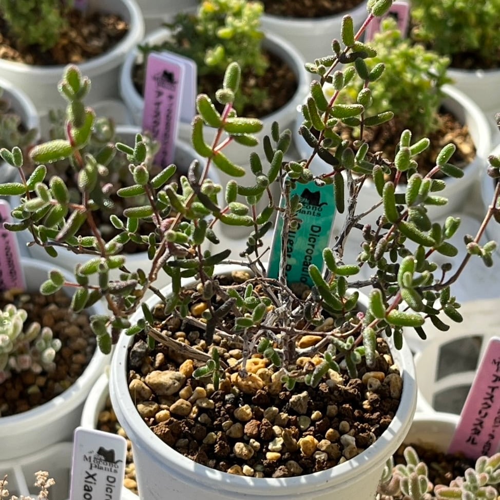 チ*ー様 アトロフスカミュータント錦 超美株 ハオルチア 観葉植物 47