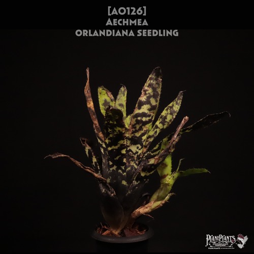 【送料無料】Aechmea orlandiana seedling〔エクメア〕現品発送A0126