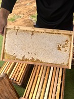 【国産・完全非加熱】ヤシと夏の花々の生はちみつ｜純粋はちみつ 240g