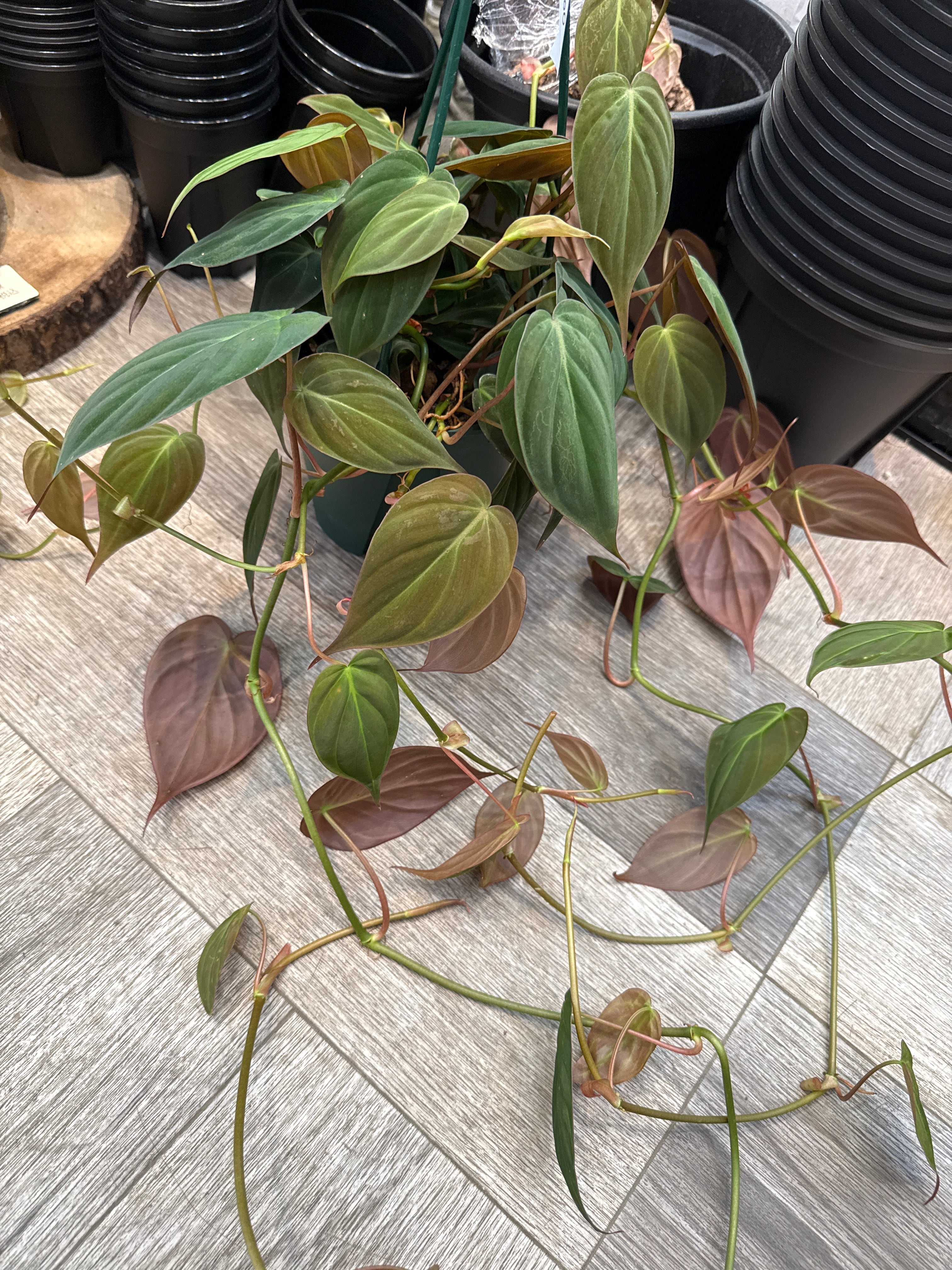 フィロデンドロン ミカンス 5号吊り鉢 | Gardenえん 【観葉熱帯植物】