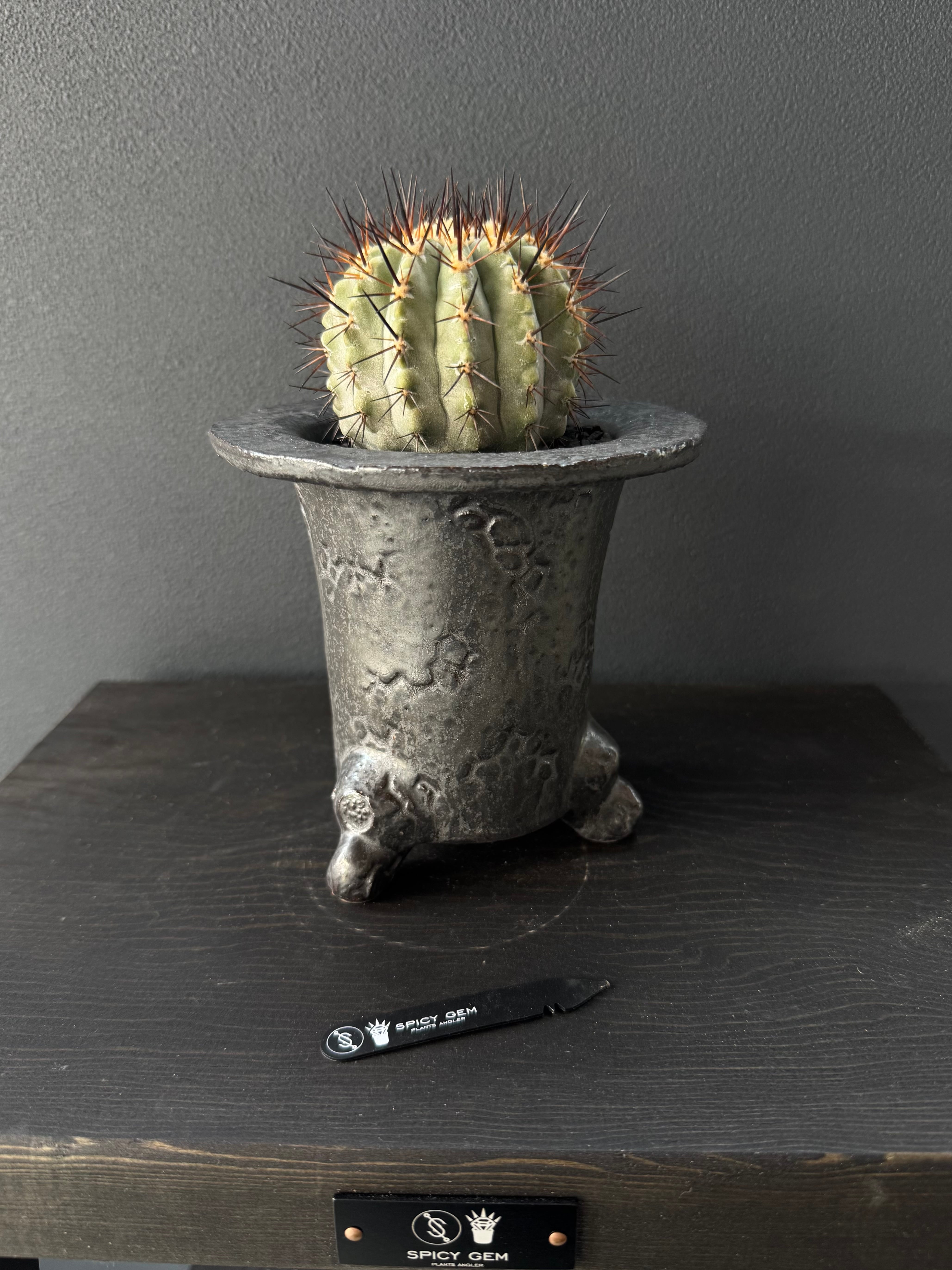 【新品】spicygem meteorite leg's ver.SADA6.0 spicygem