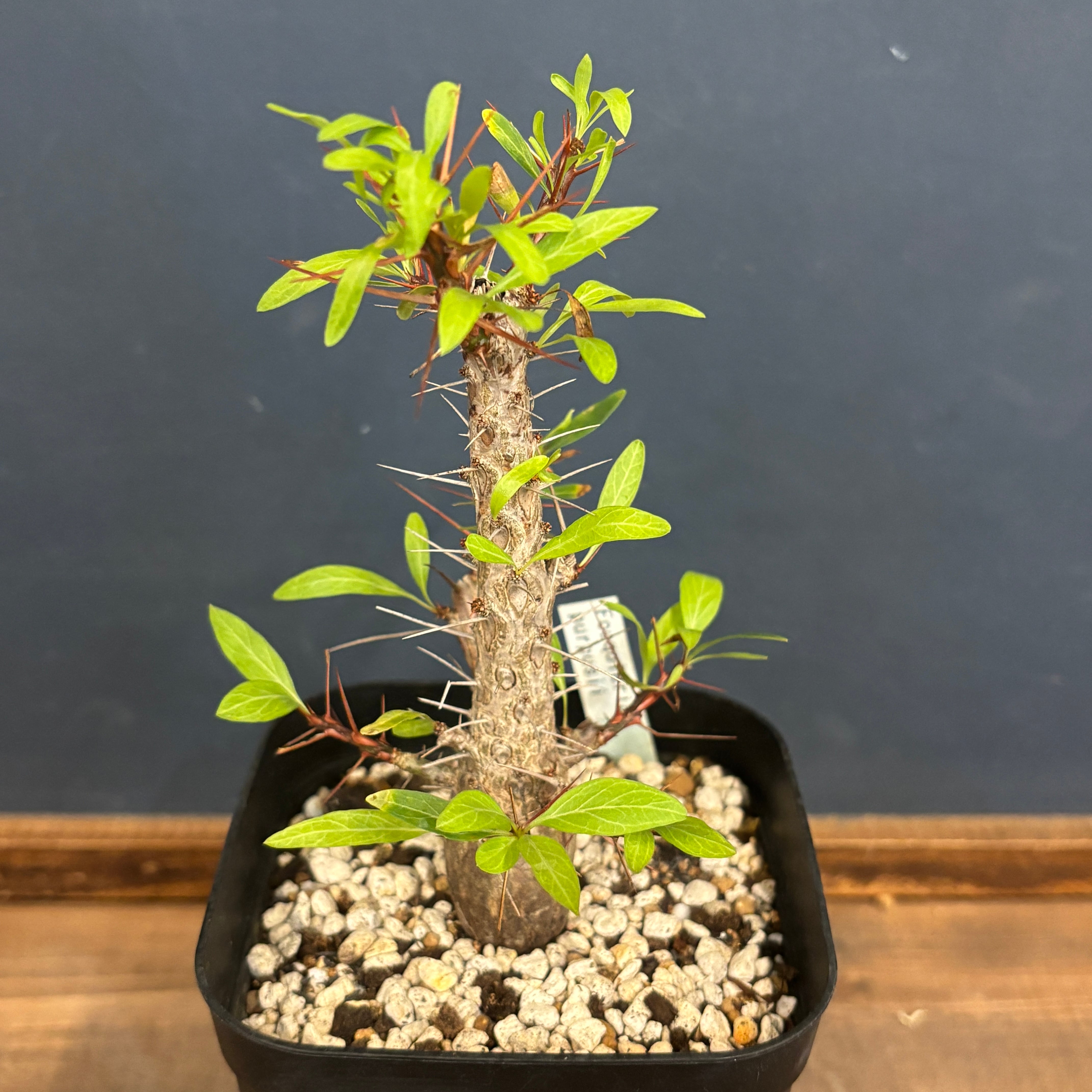 クリアランス】フォークイエリア プルプシー【724】 | PROTOLEAF