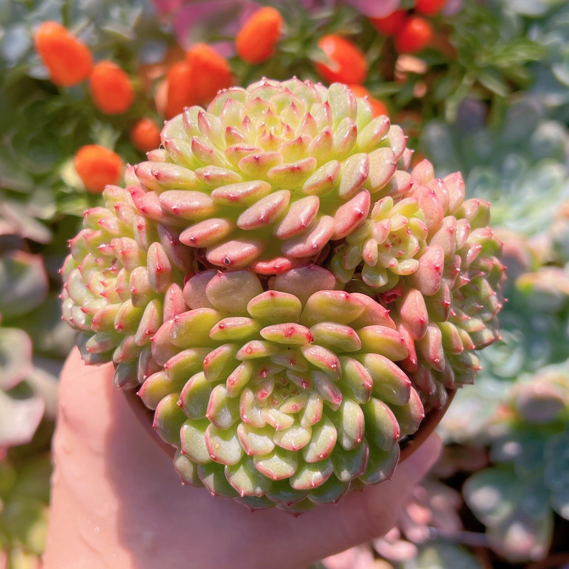 多肉植物 ハニーベビー群生 新入荷 るる農園 | るる農園~多肉植物専門