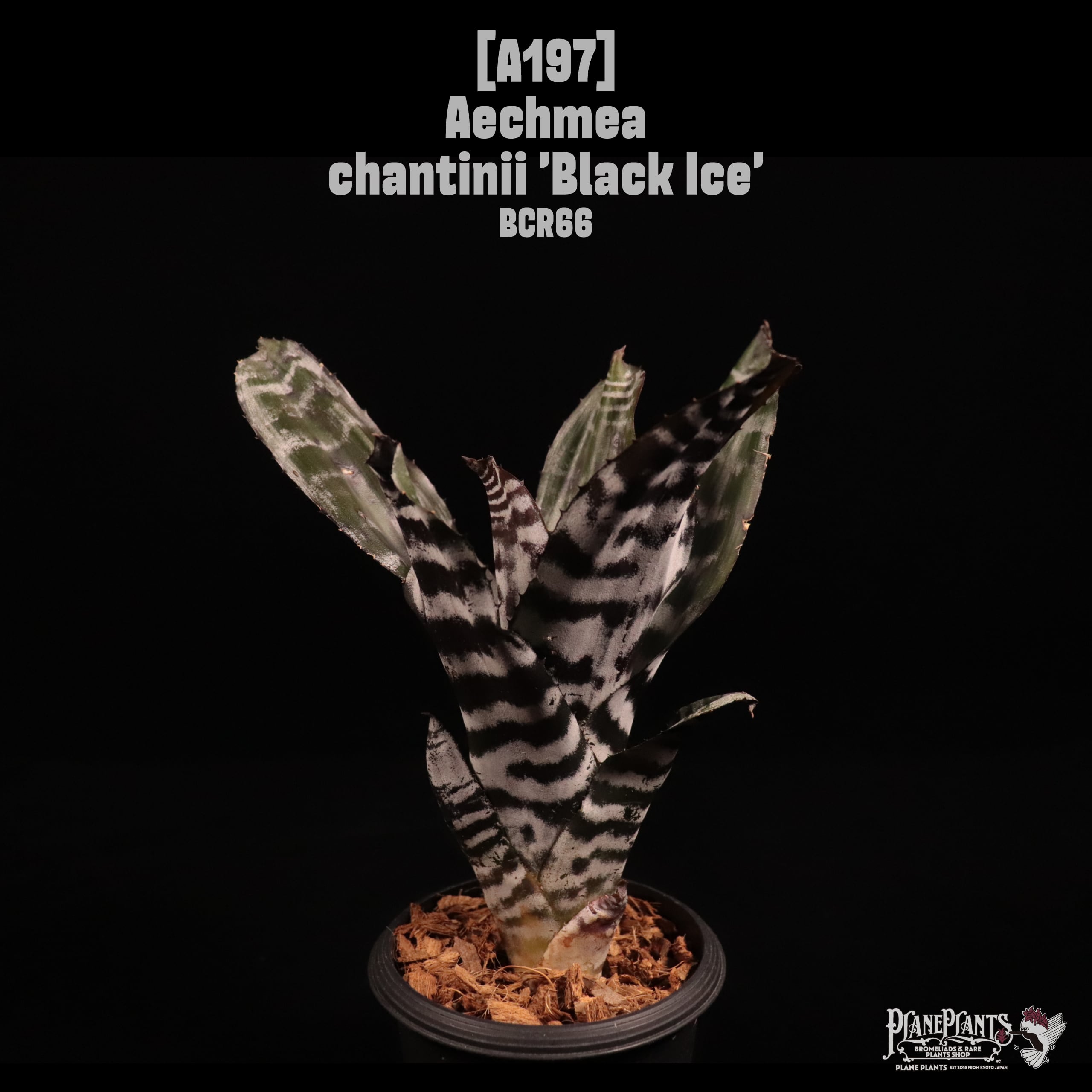 Aechmea chantinii 'Black Ice'〔エクメア〕A197