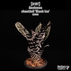 Aechmea chantinii 'Black Ice'〔エクメア〕A197