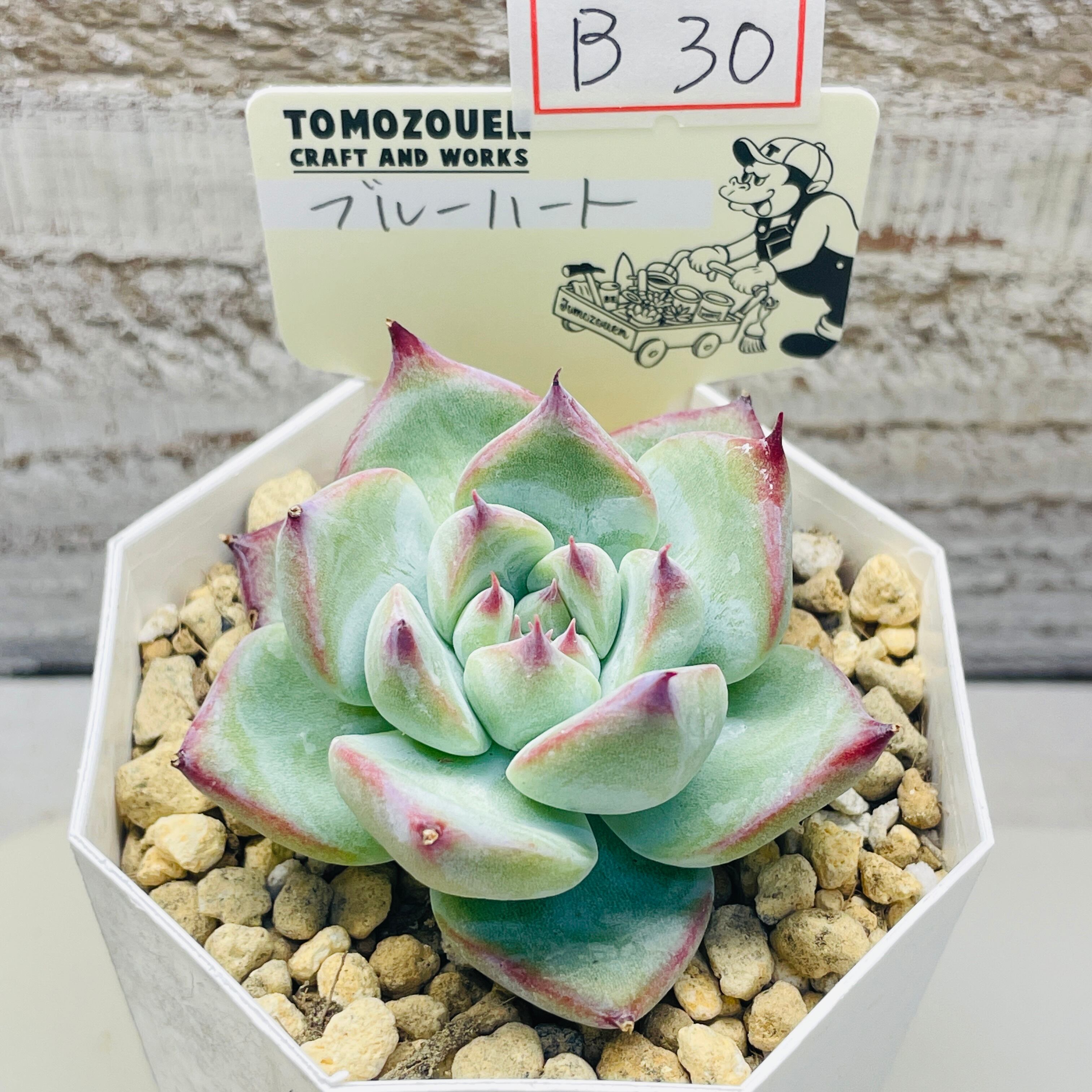 多肉植物❤️トップスレンダー❤️秋麗❤️子宝弁慶草 多肉植物❤️トップスレンダー❤️秋麗❤️子宝弁慶草