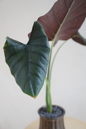 【M】アロカシア ダークミリ/Alocasia