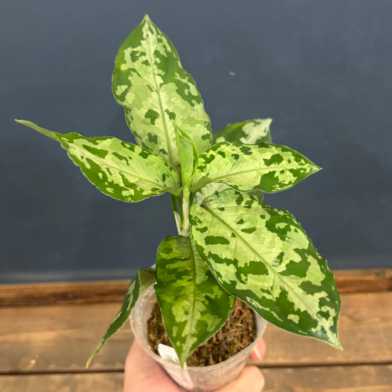 アグラオネマ ピクタム トリカラー ブラック【659】