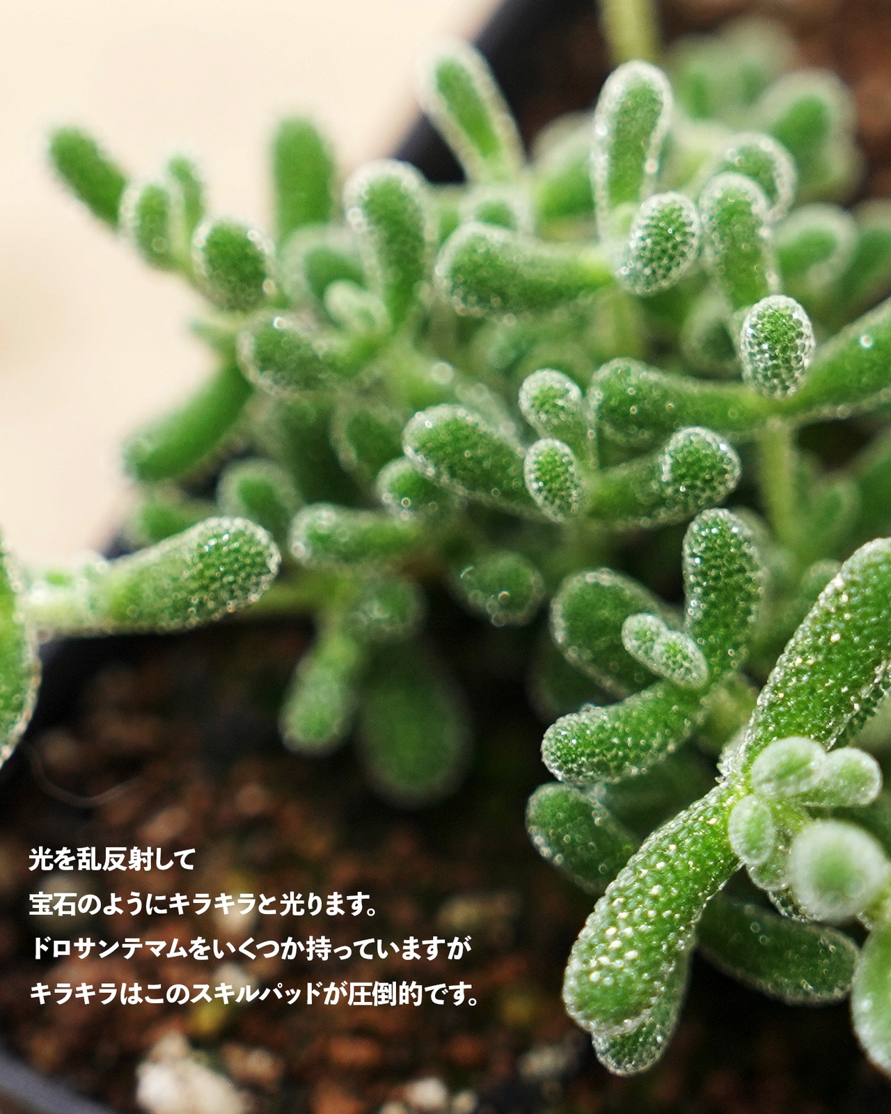 鉢植え ドロサンテマム スキルパッド Drosanthemum 'Skilpad'