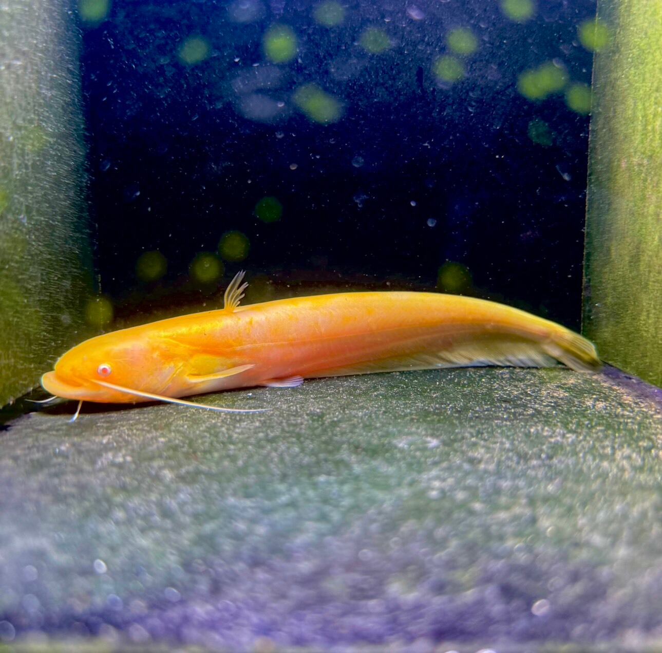 アルビノ南方大口ナマズ | THE AQUARIUM ISE