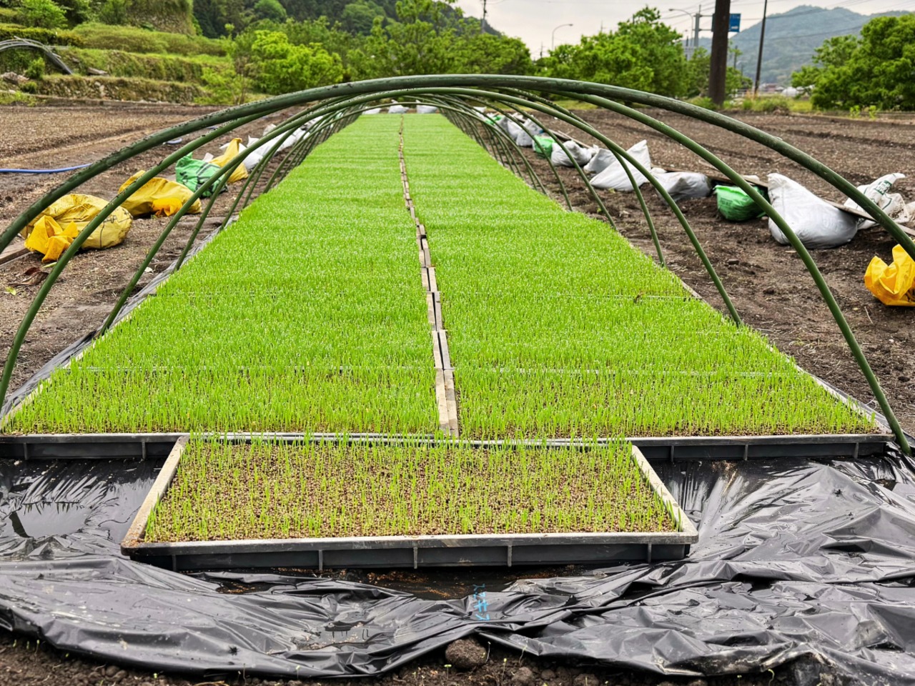 【精米定期便】凛々米 毎月5kg/全12回コース《一部送料無料》