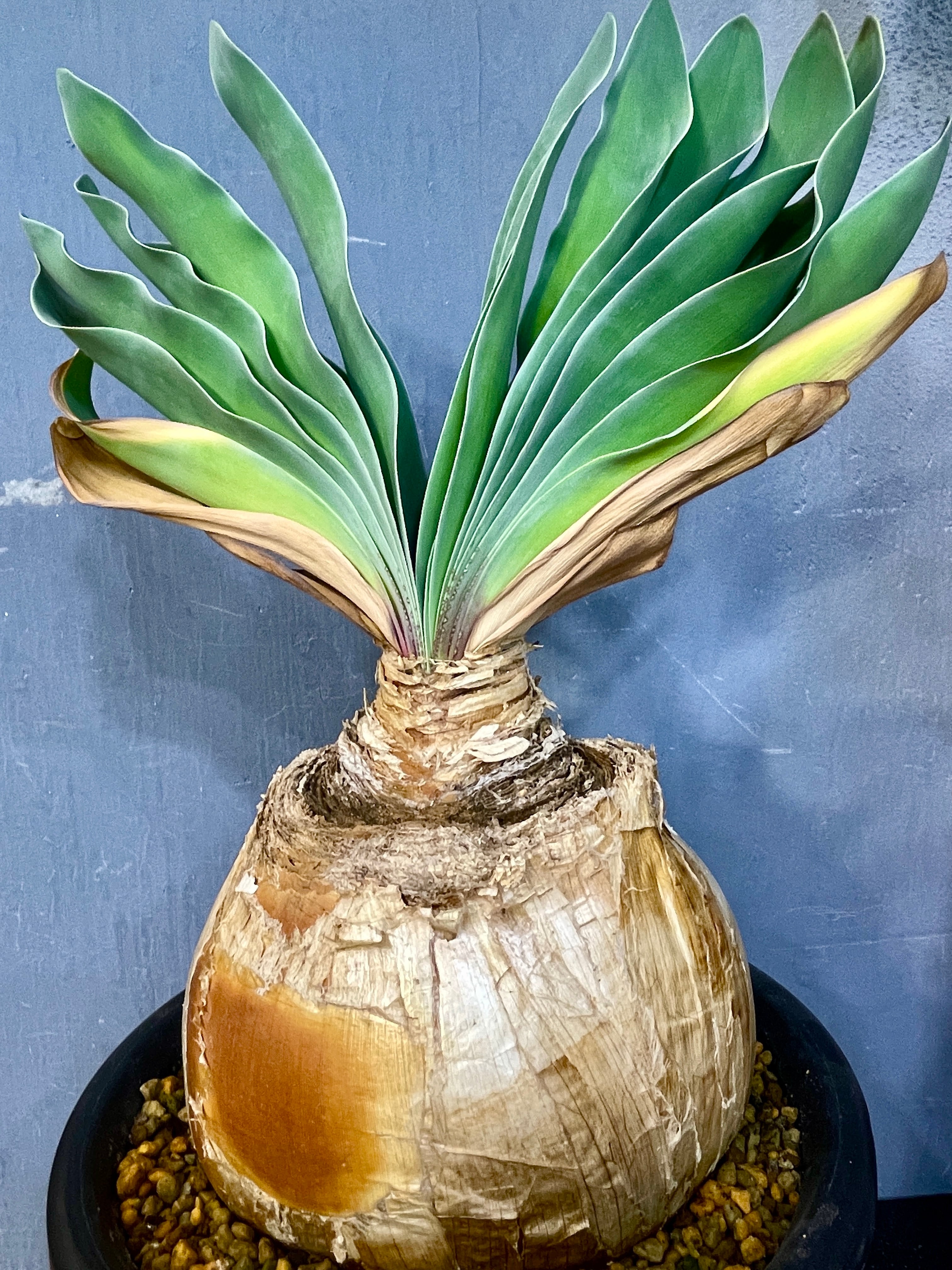 ブーファン・ハエマンソイデス／Boophane haemanthoides | inco堂植物園