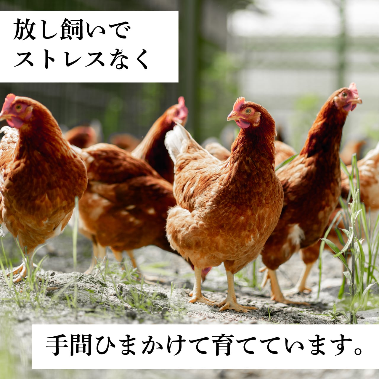 七山たまご 40個入贈答箱 | ななやま農園-七山たまご-