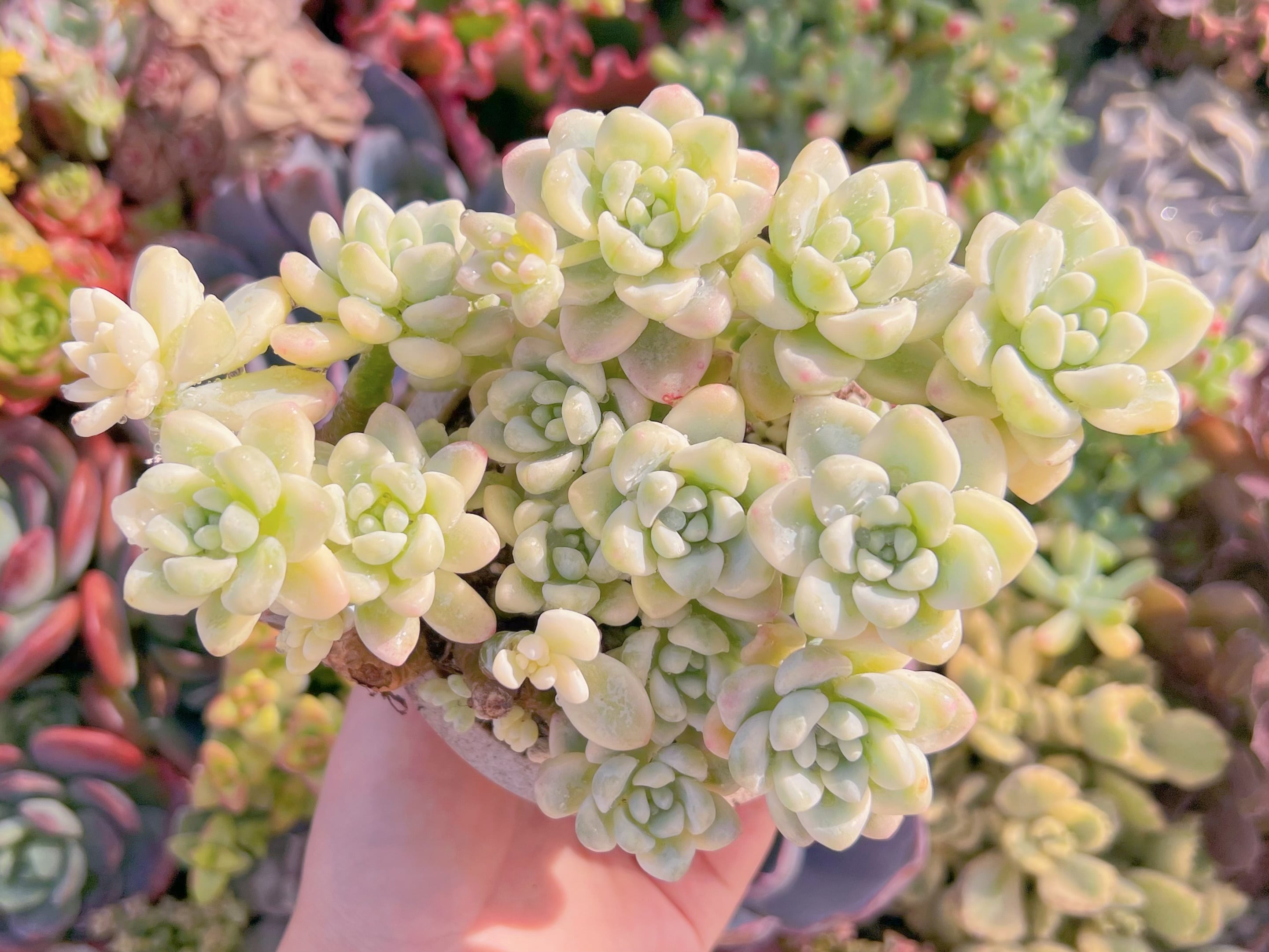 現品　ラウル錦#823　希少　美苗　新入荷　るる農園