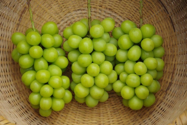 シャインマスカット＋種なし巨峰 ５～８房（３．０ｋｇ以上）