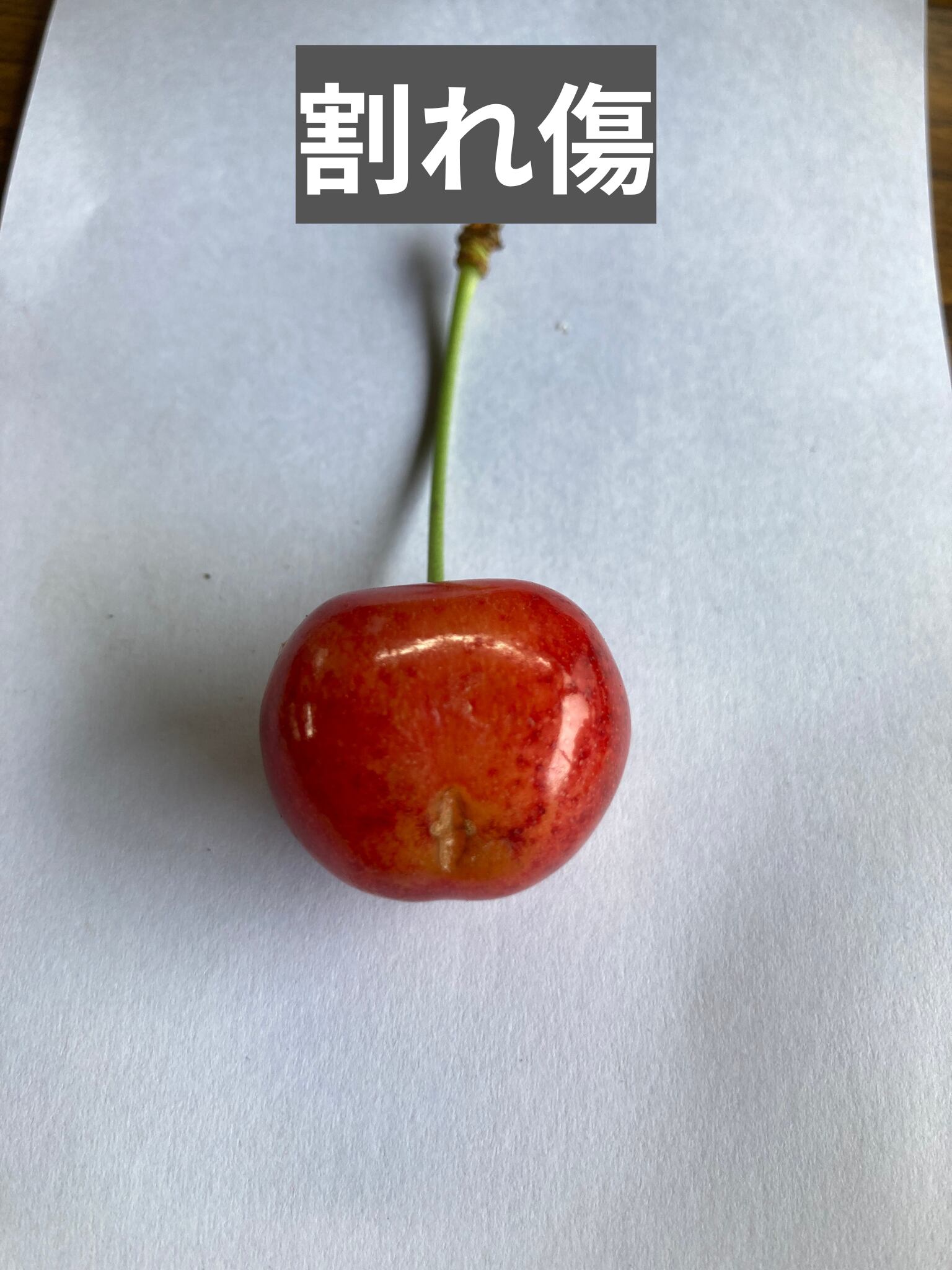 シーズン最後のさくらんぼ 訳あり「大将錦」秀品 バラ詰め 1kg 山形県山辺町産