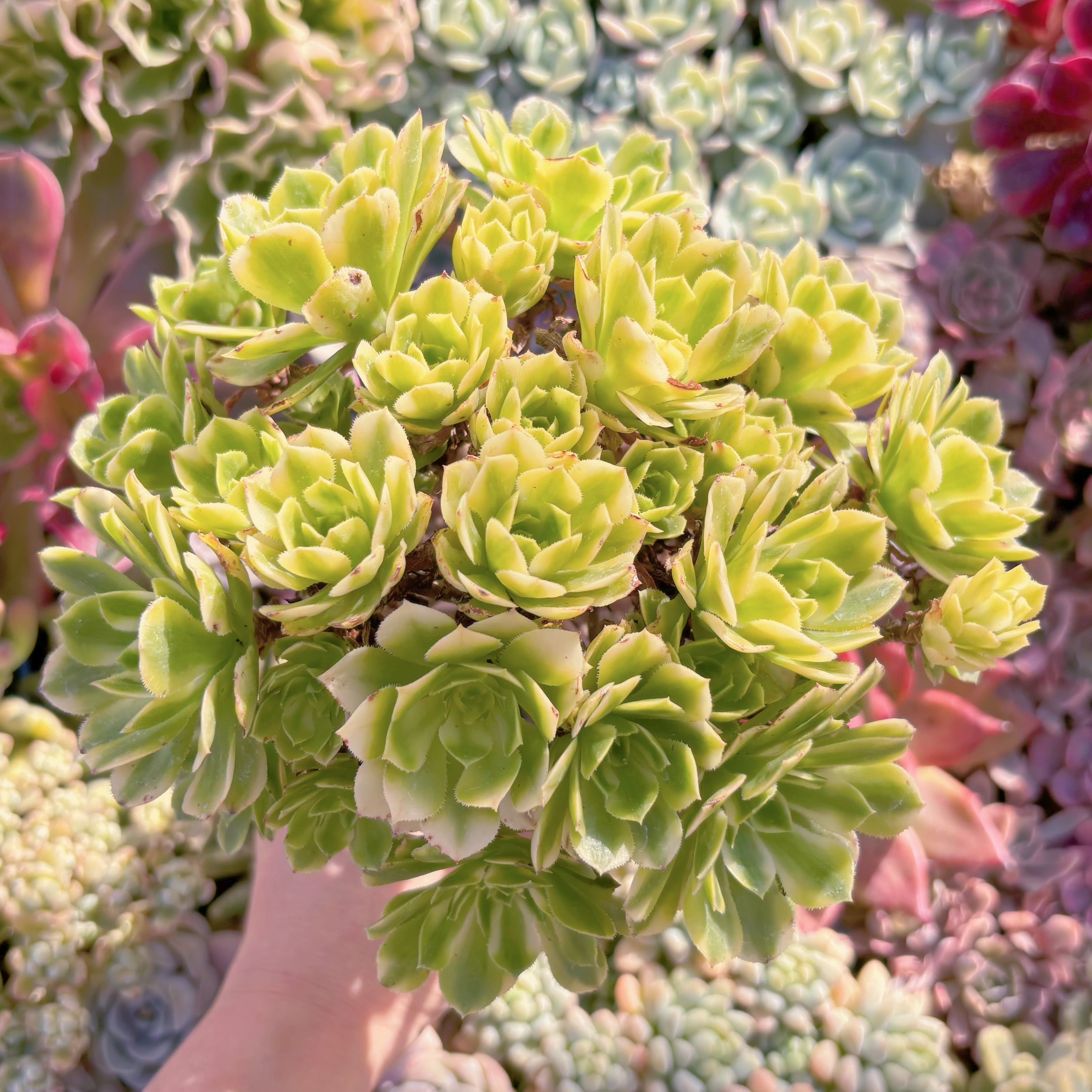 現品　富士錦#2029    特大群生　るる農園