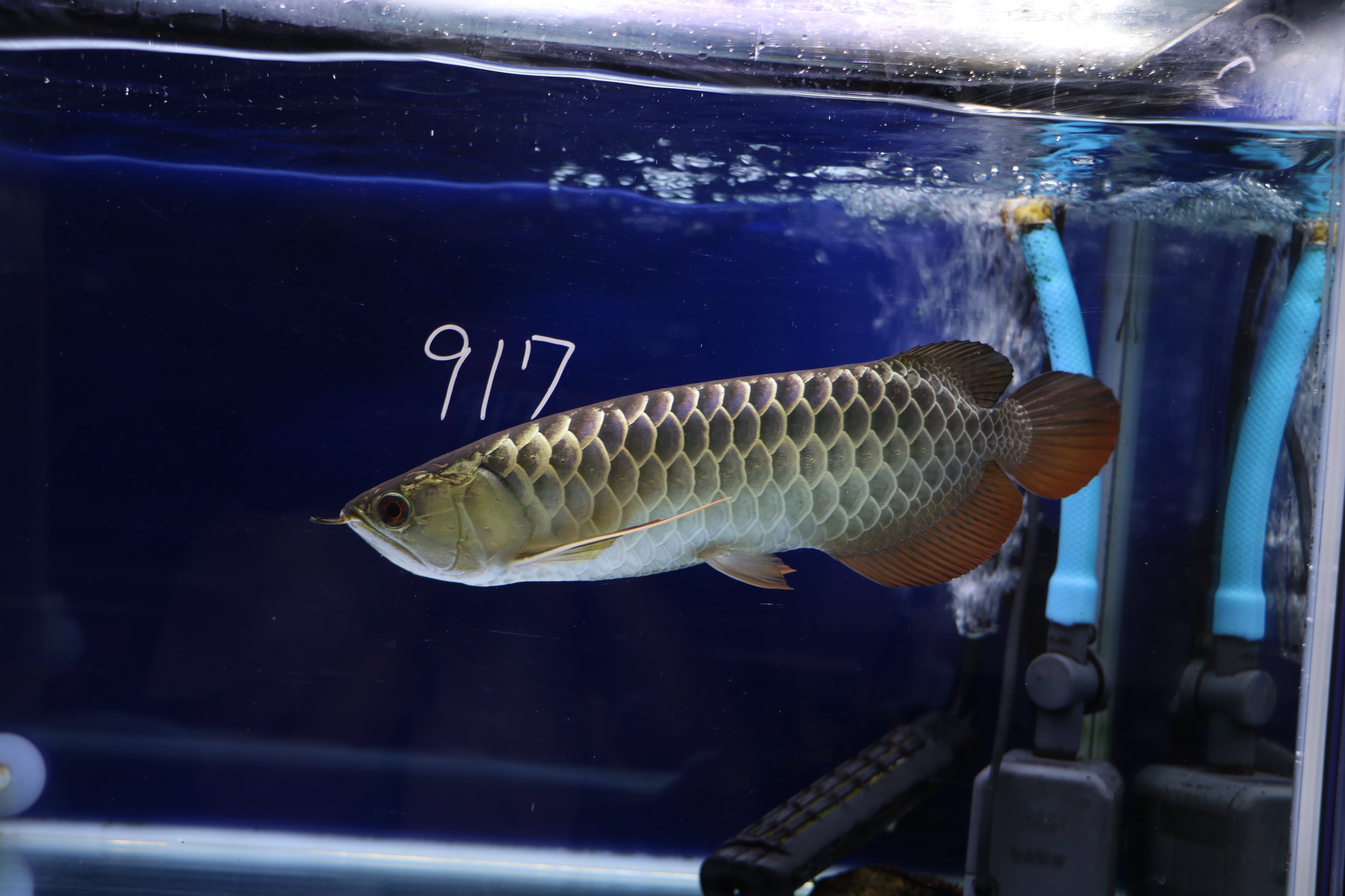 No.917 藍底過背金龍(プレミアム個体) ±35㎝ | アロワナ等の大型魚