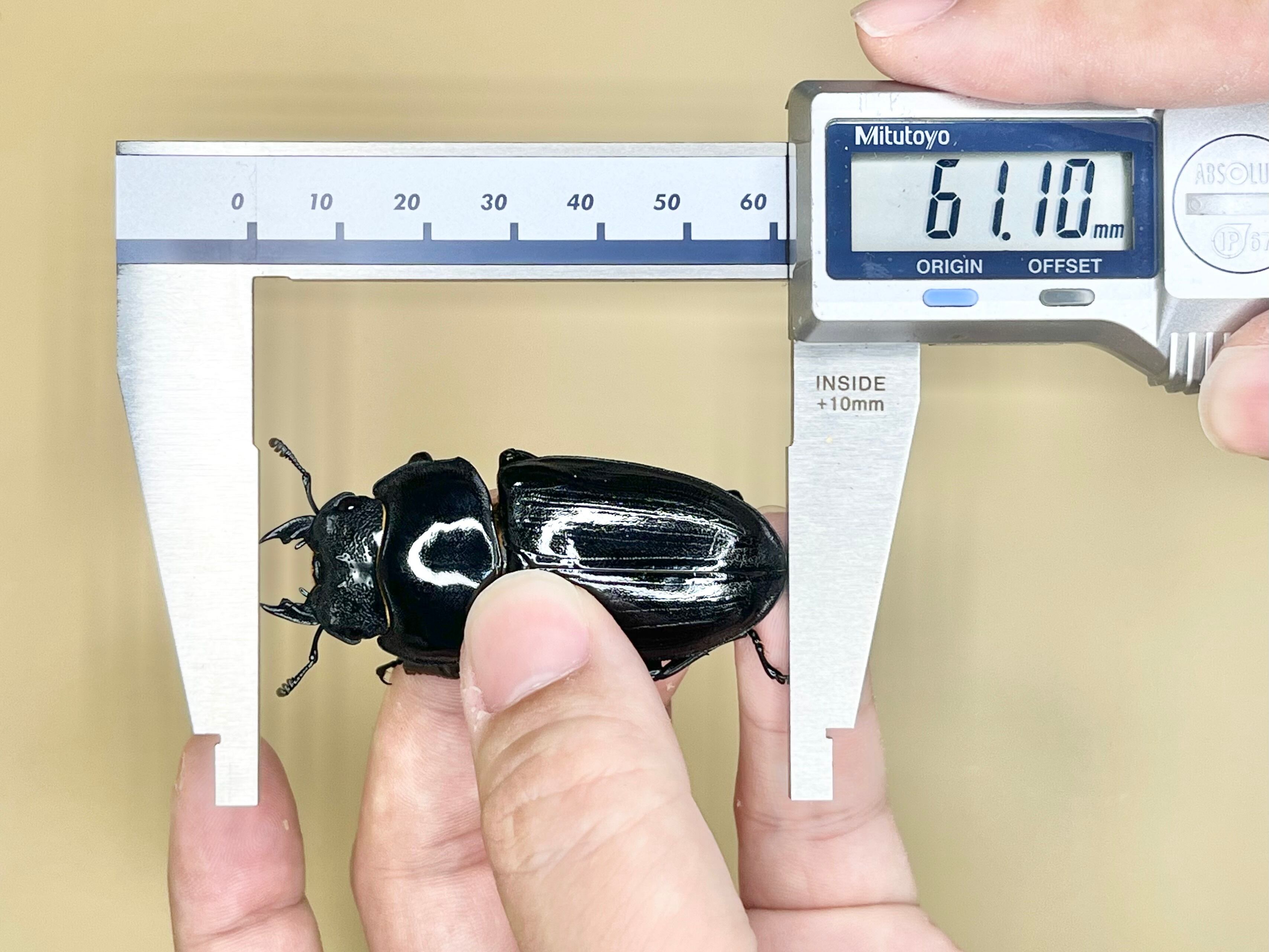 能勢SRオオクワガタ使用済み♂【89.0mm】 能勢SRオオクワガタ使用済み 