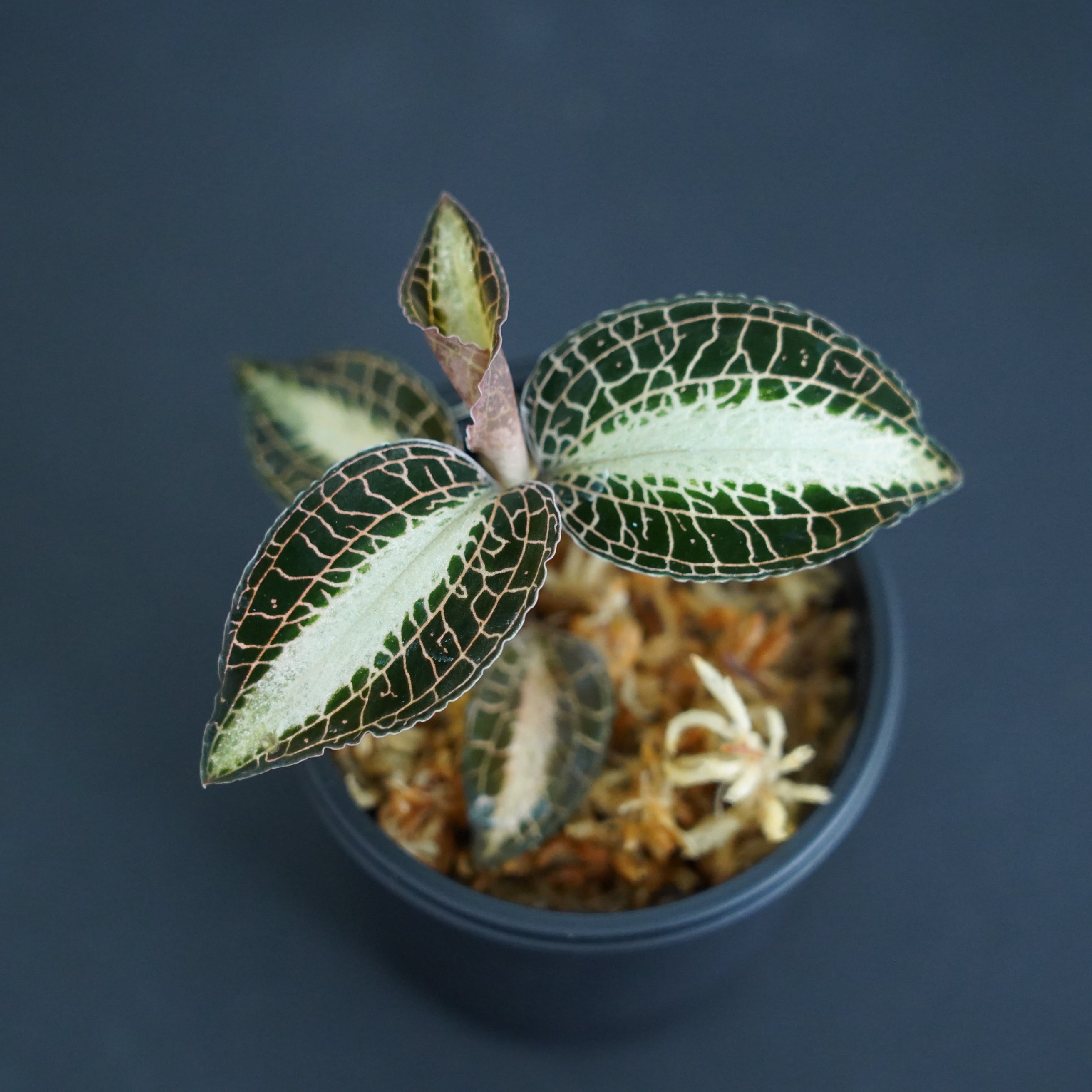 ◇現品◇アネクトキルス sp. Wide Vein Type【ジュエル