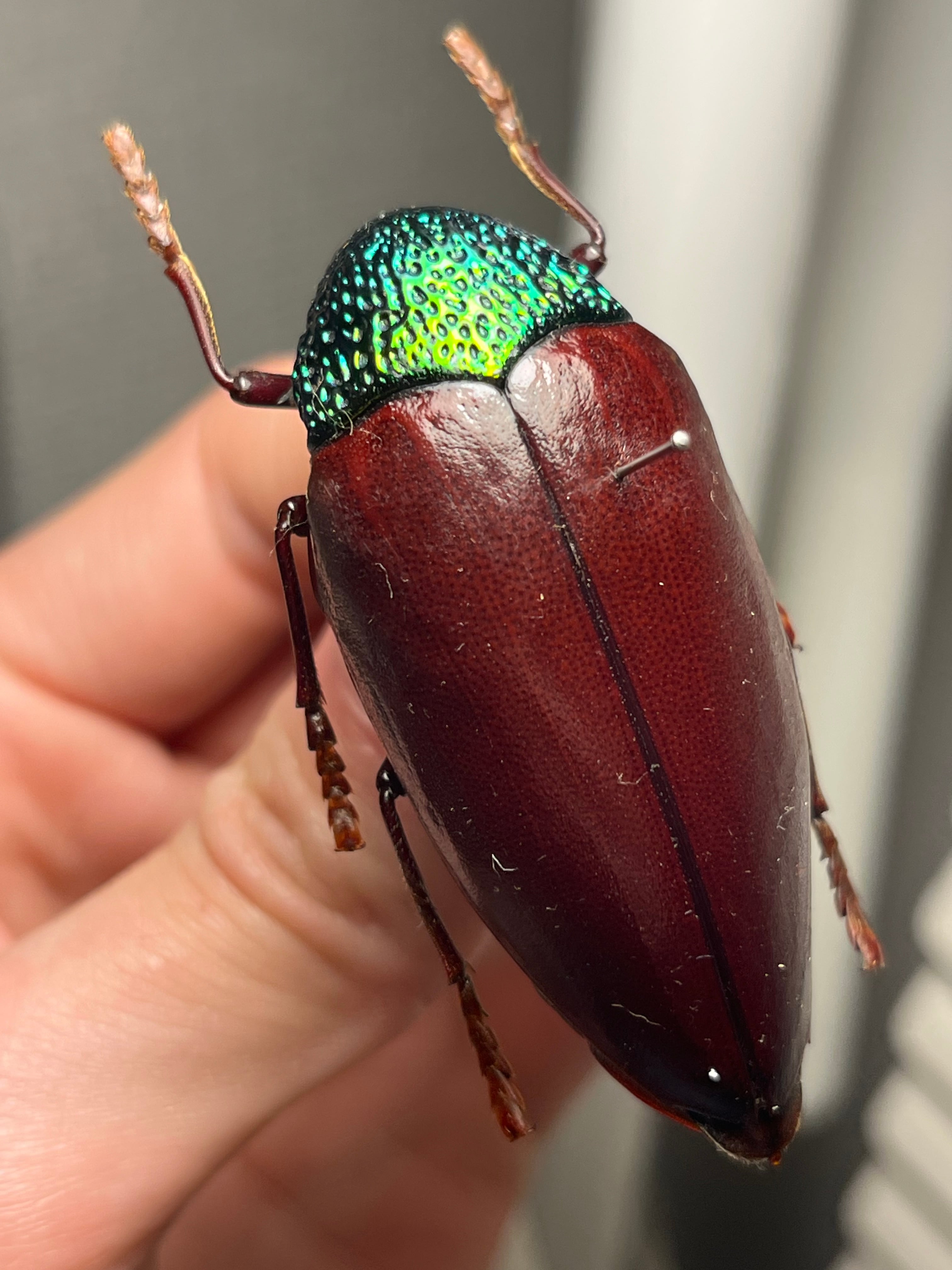 【蝸牛被最大種】フクエマイマイカブリ ホンマイマイカブリ 昆虫標本 蝸牛被最大種】フクエマイマイカブリ ホンマイマイカブリ 昆虫標本
