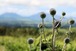 希少植物「ヒゴタイ」の咲く阿蘇の風景