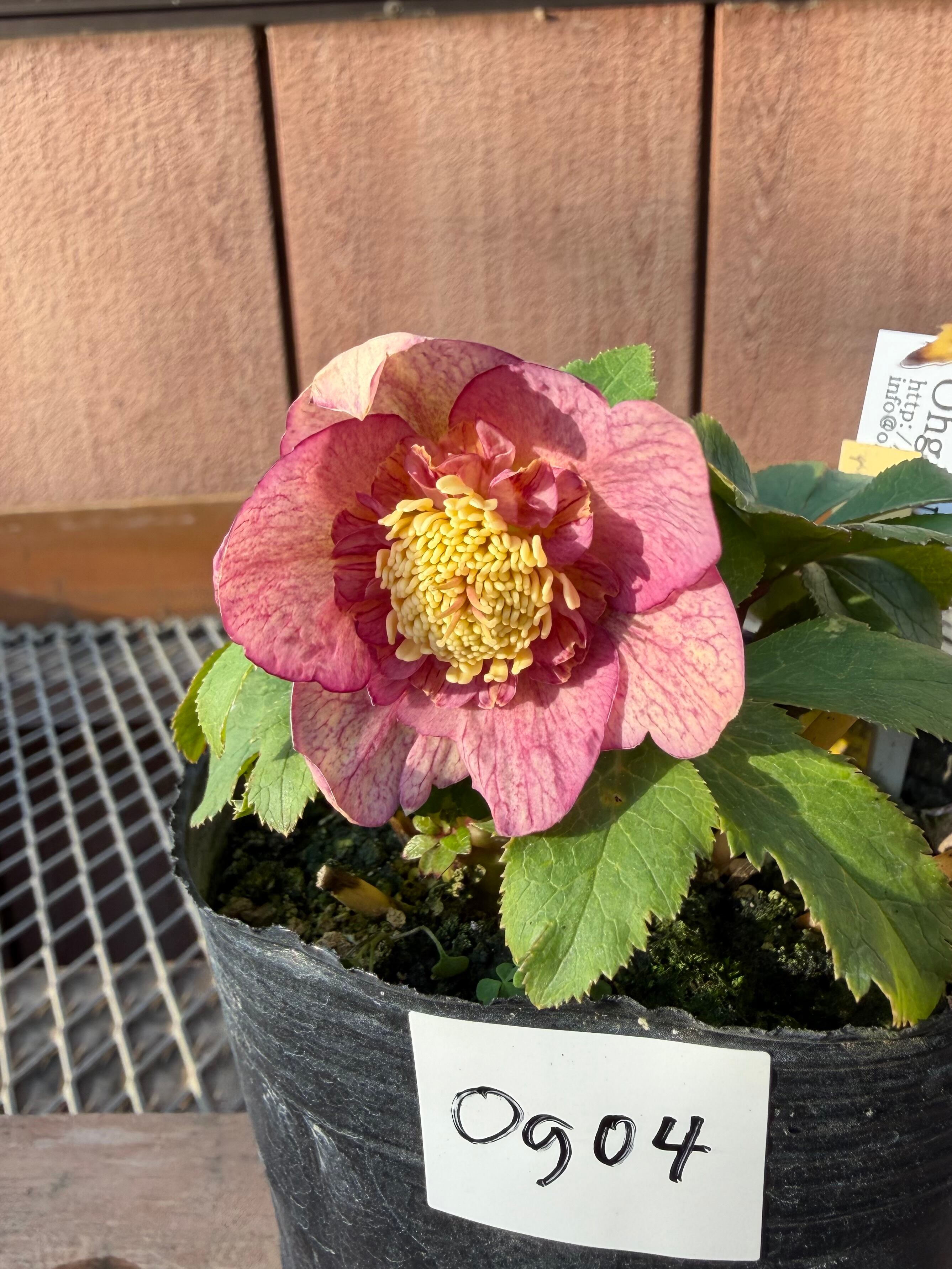 蜃気楼hyb.sd 大木ナーサリー クリスマスローズ【Og04】送料無料