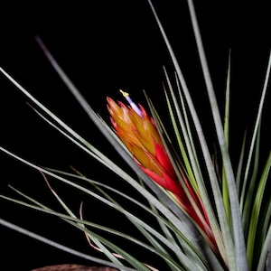 Tillandsia fasciculata v. densispica (Yucatan, Mexico)(short one) BRT/T329