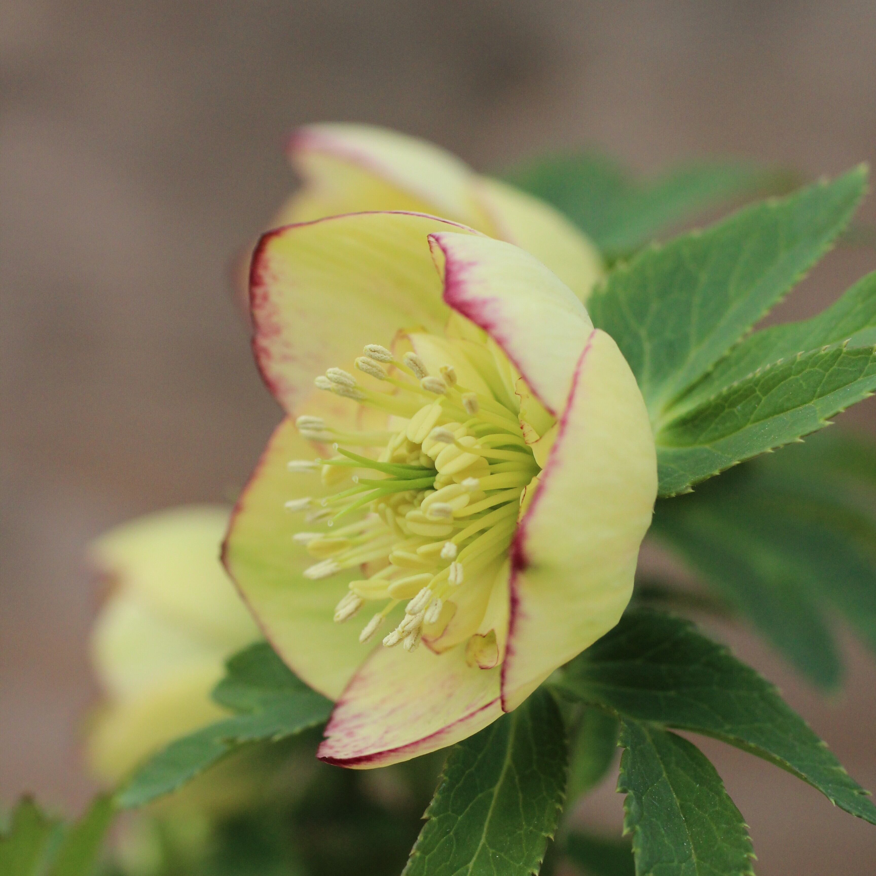 WS26-069 クリスマスローズ ウィンターシンフォニー イエローグリーン