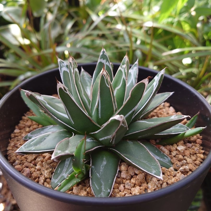 アガベ 笹の雪 6 Agave victoriae reginae 子株4付 | 多肉植物 ...