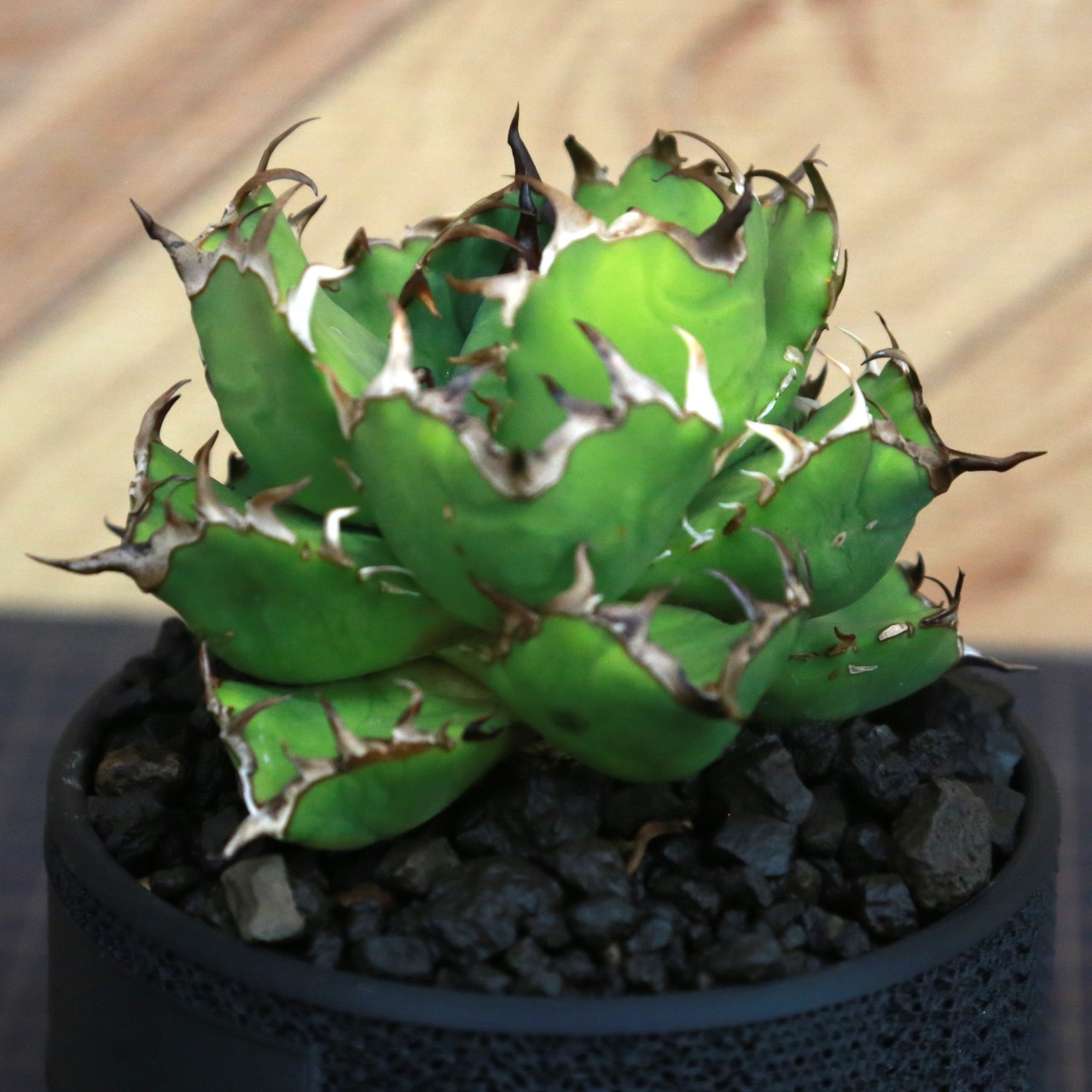 Agave Titanota 黒鯨 (Black Whale) アガベ チタノタ / 中株(3.5号鉢)/Lot.002