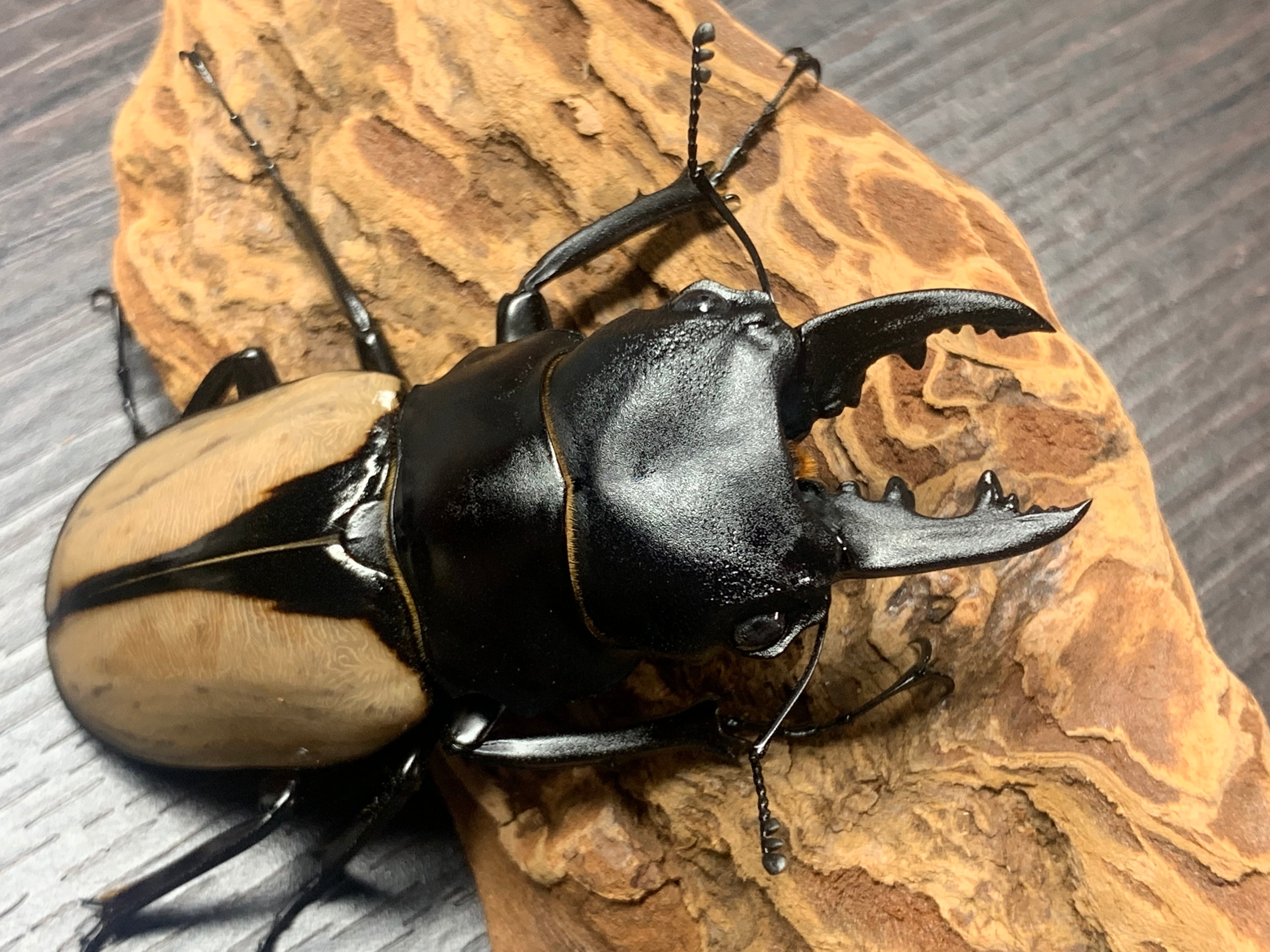 標本】ブルマイスターツヤクワガタ 94.1ミリ 野外品 訳あり商品 説明欄  