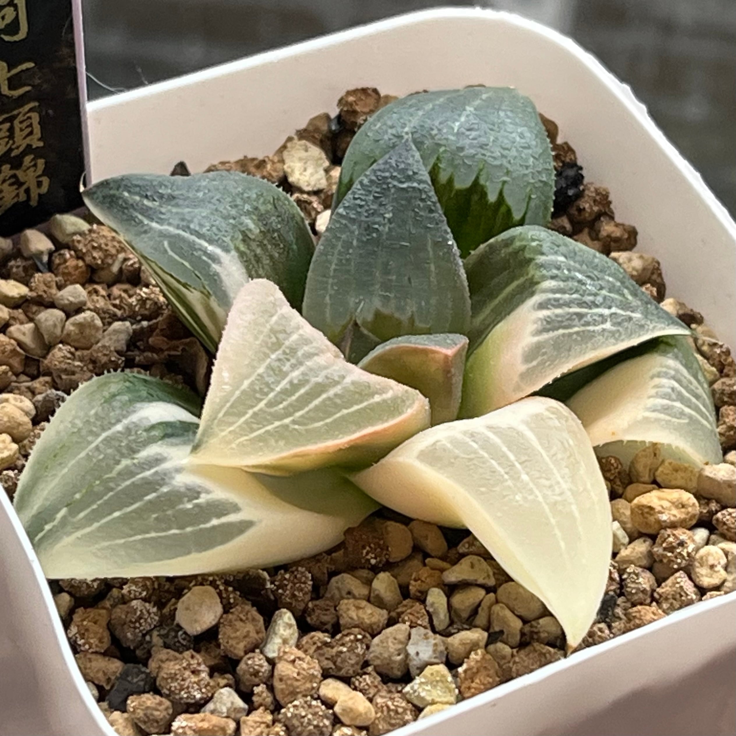 ハオルチア 森の雫 | mocono_plants