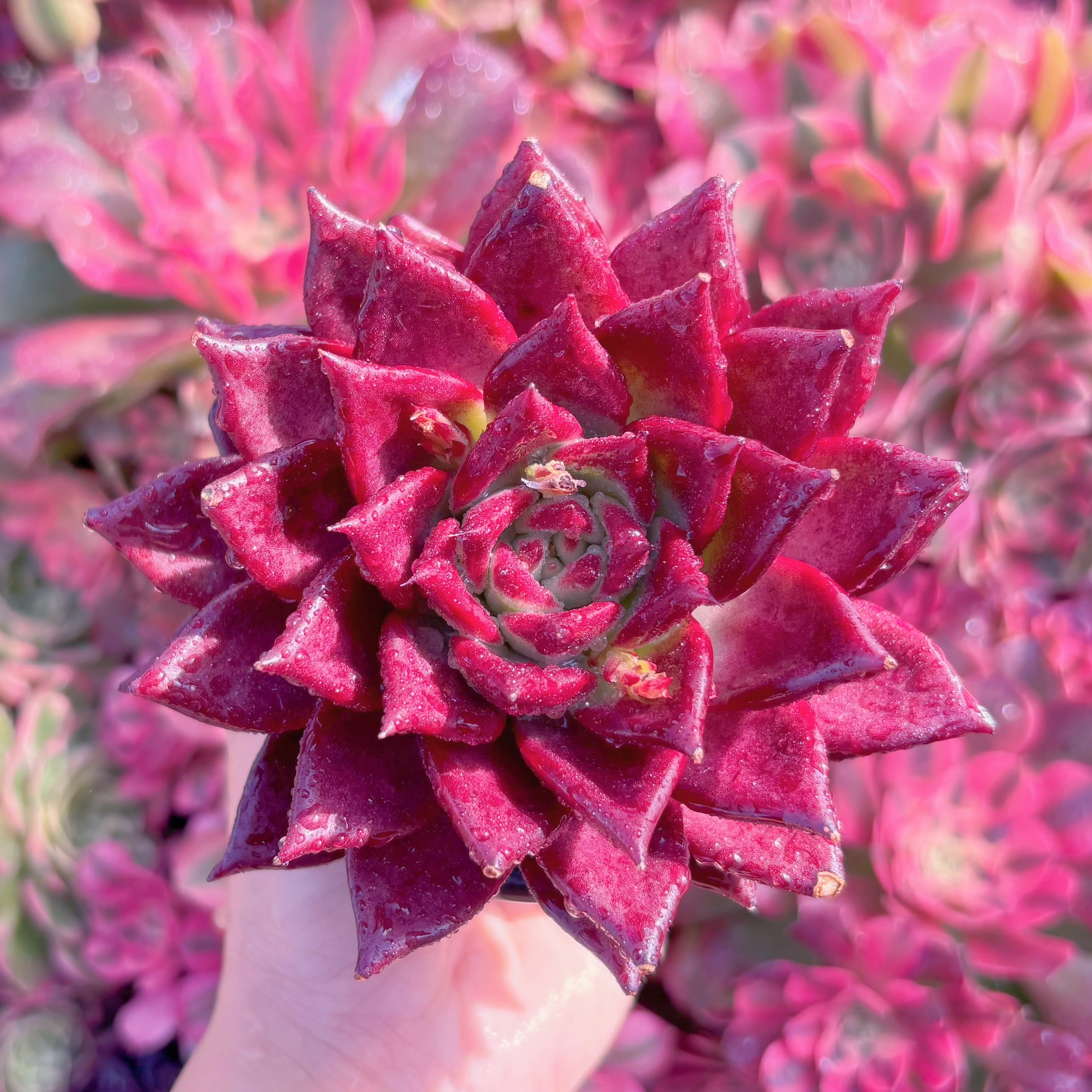 現品　ロメオルビン#K045　新入荷　るる農園