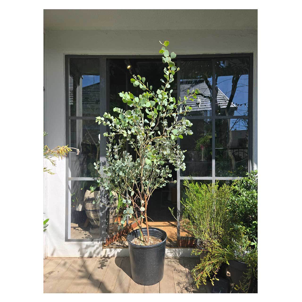 Eucalyptus websteriana | Seeding