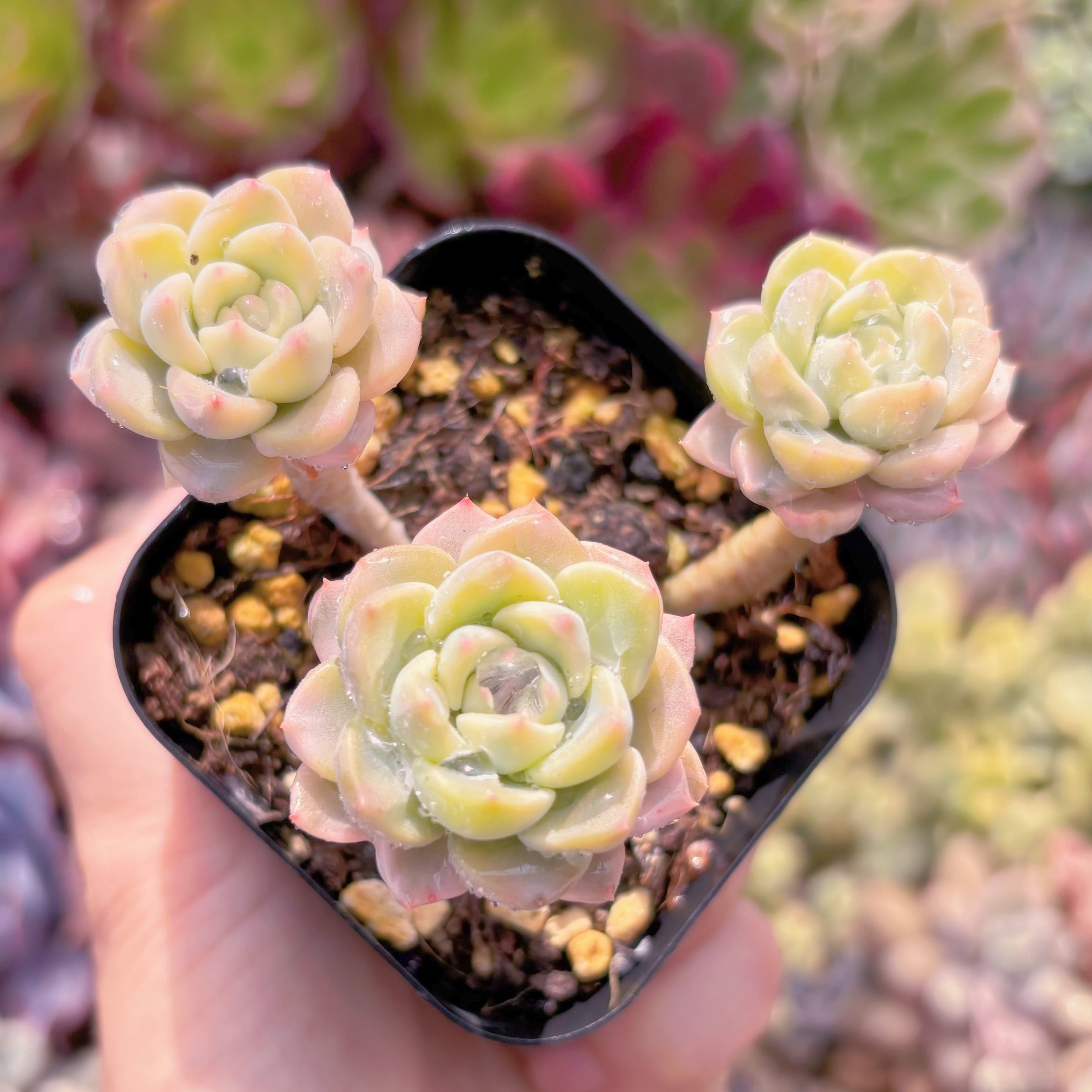 現物　ベビードール錦#1178　るる農園