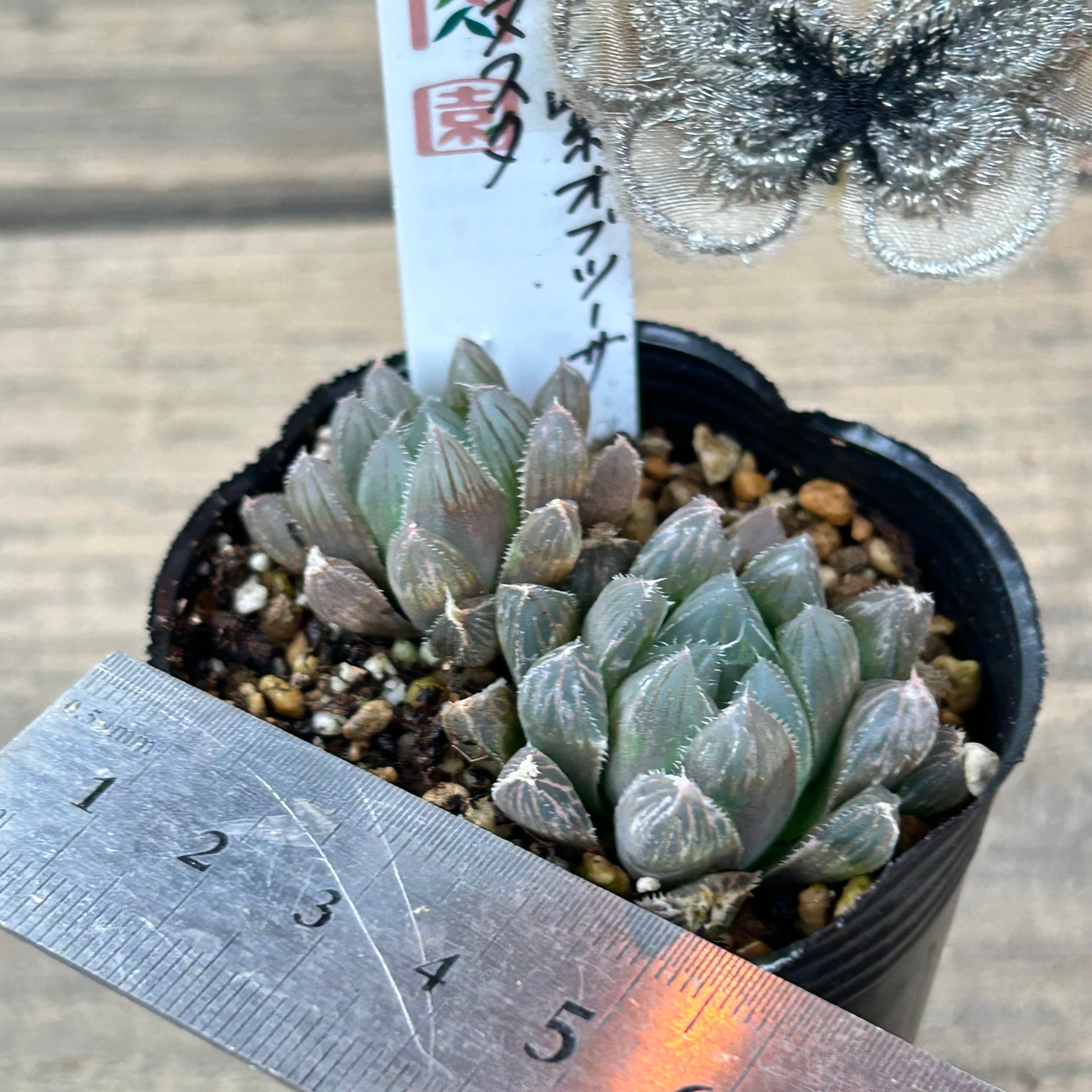 Top【選抜株】多肉植物　362343ブルードラゴン　55個　鉢無し/脱土 Top選抜株多肉植物 362343ブルードラゴン 55個 鉢無し⁄脱土