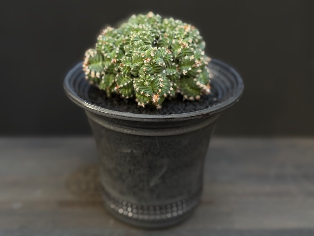 紅籠（竜神付き）