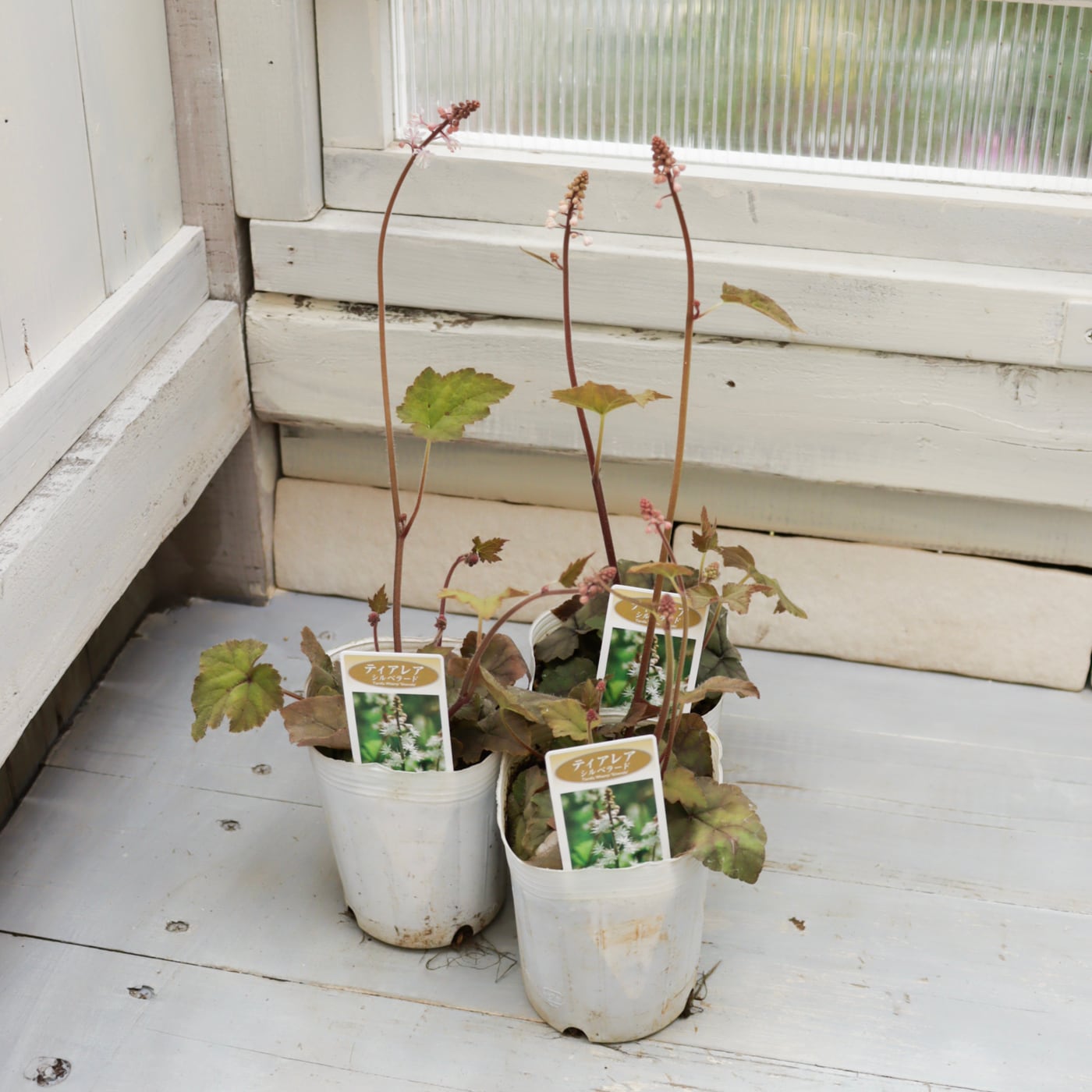 Green heartꕥオンラインショップ