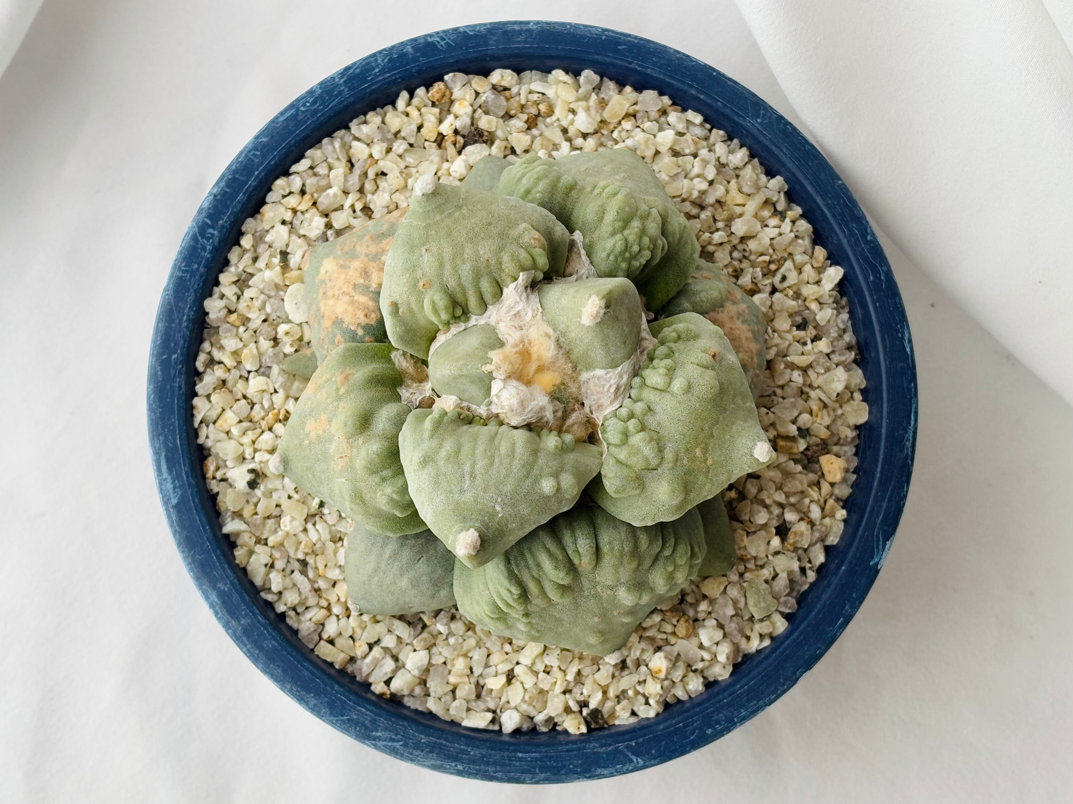 Ariocarpus Cauliflowermonst. アリオカルプス カリフラワー 花 Ariocarpus Cauliflowermonst. アリオカルプス カリフラワー 花