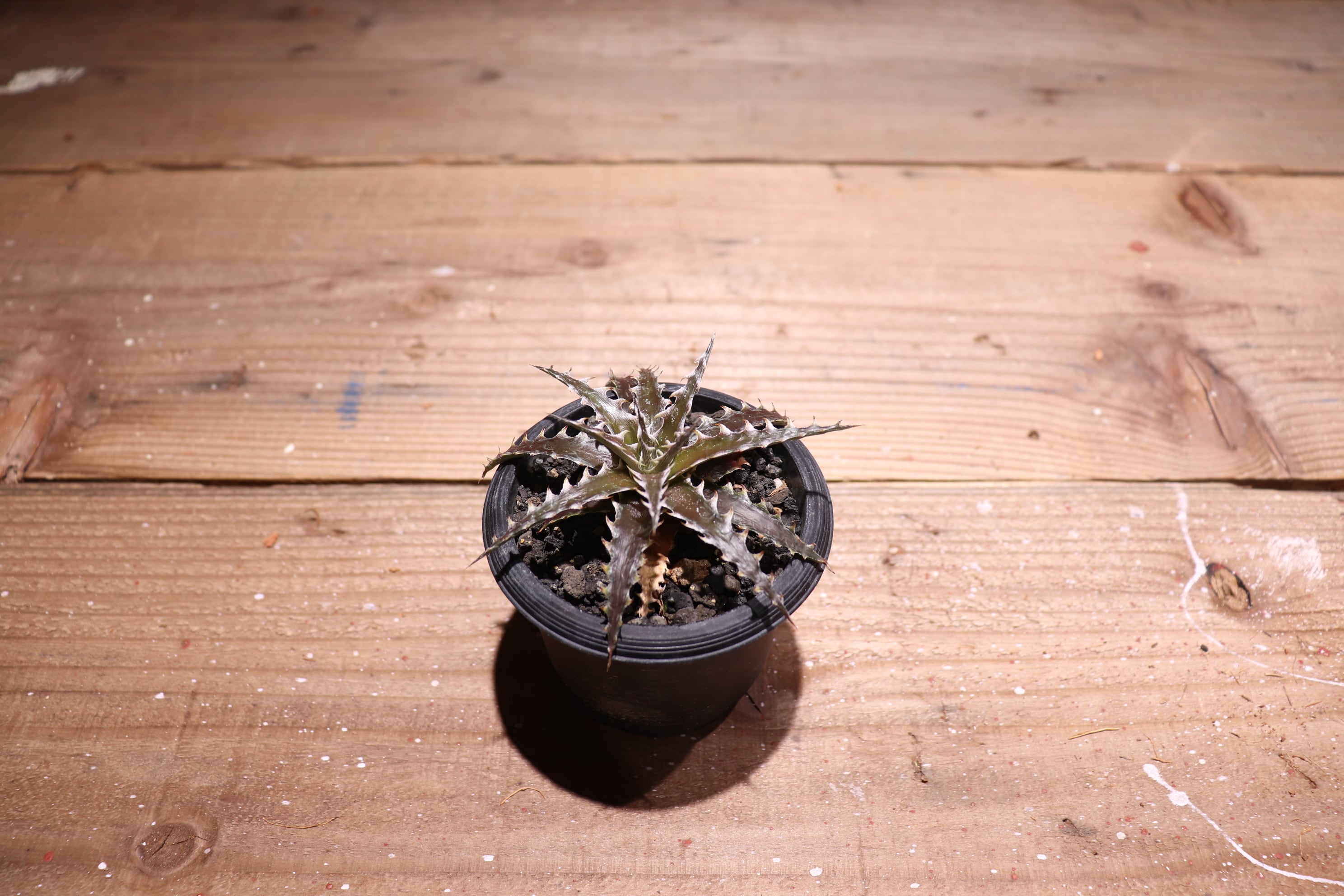 抜き苗送料無料】'Z'GOK' × 'Little Wing' Otto#ZL002〔ディッキア