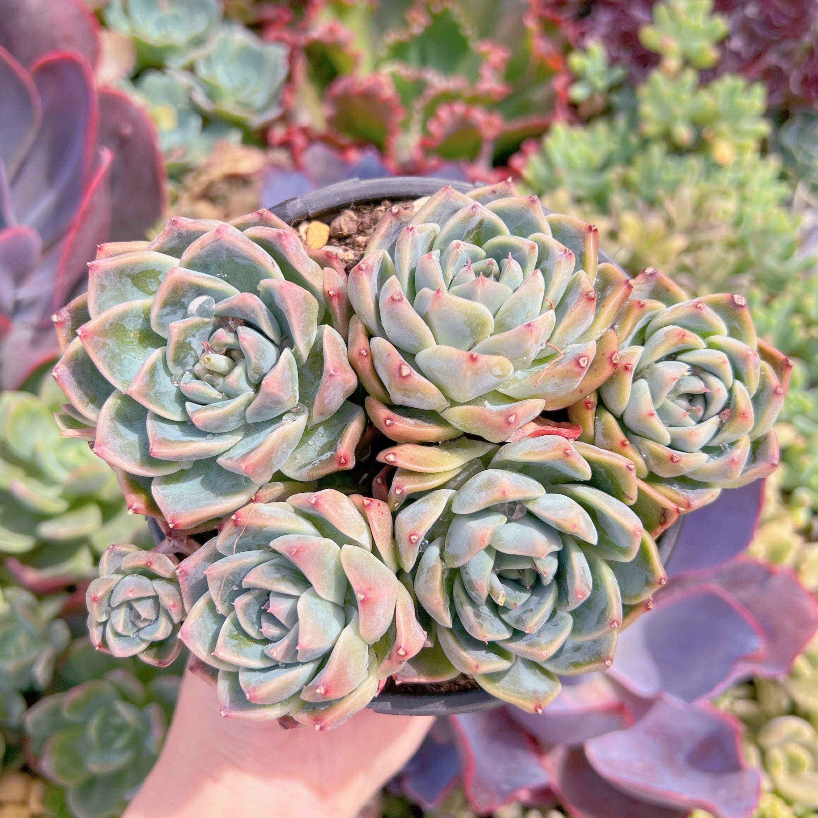 現品　Alba Beauty#678　るる農園