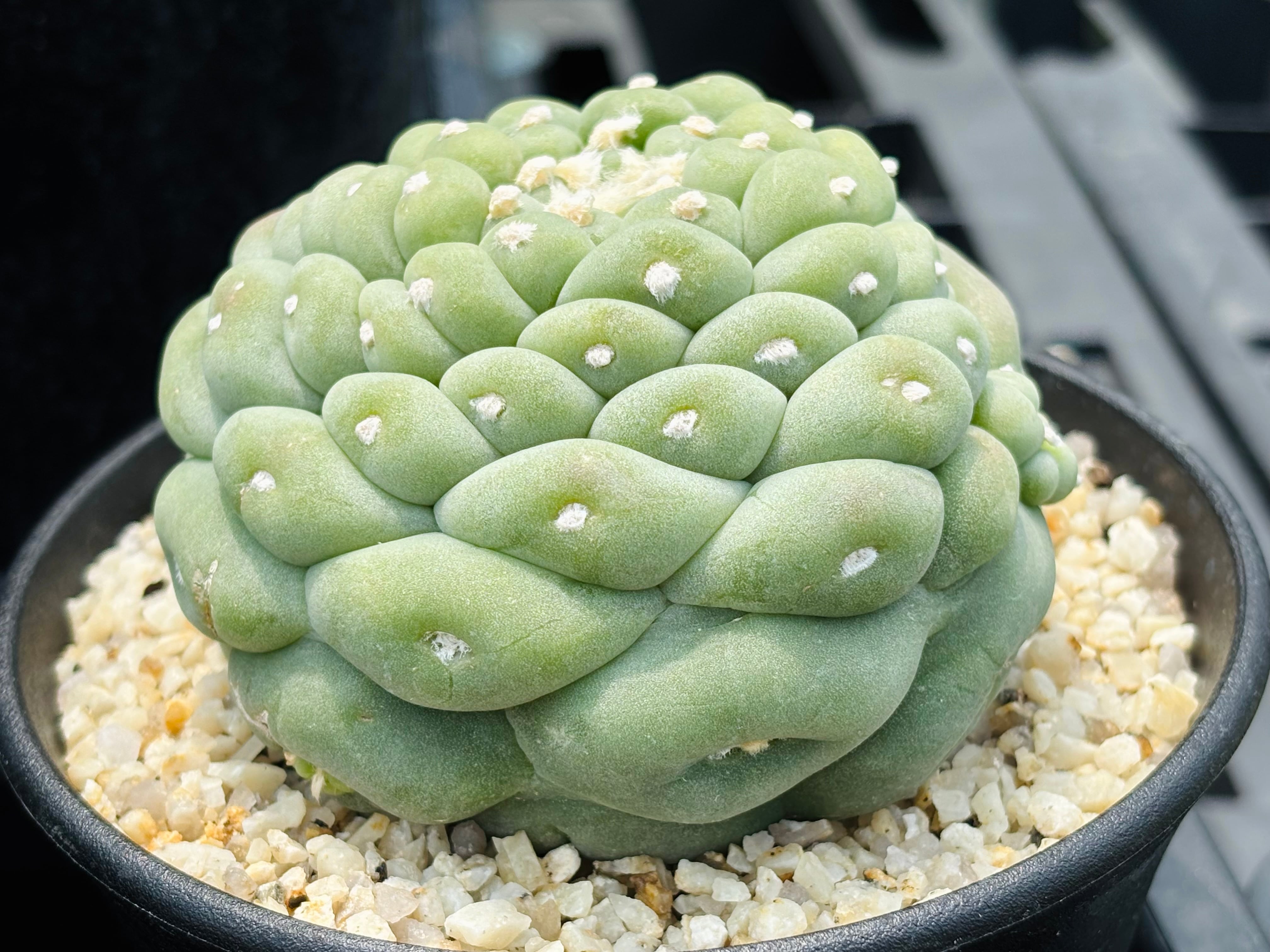 サボテン 大疣銀冠玉