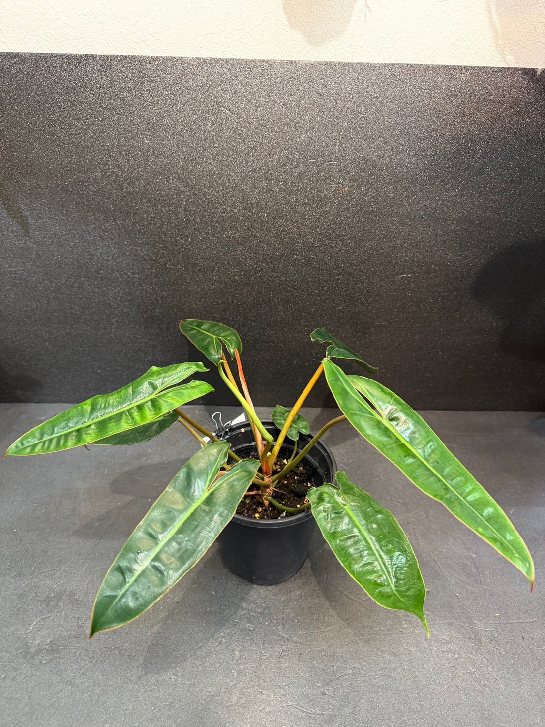 ビレッティアエ フィロデンドロン 観葉植物 4号 | 観葉植物と雑貨のお