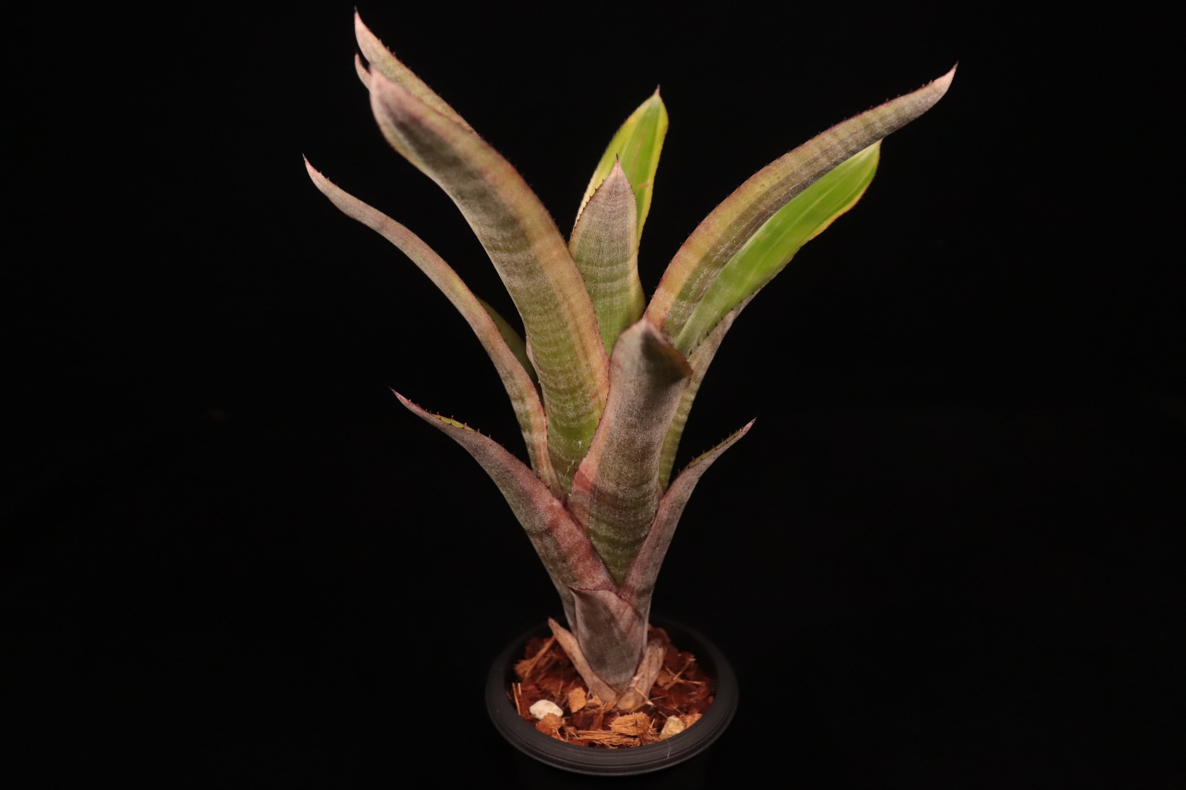 Quesnelia testudo 'Farro'〔ケスネリア〕Q36 | plane plants