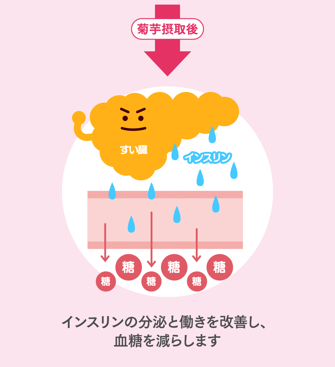 母の日ギフト【機能性表示食品】菊芋の極み 単品2袋