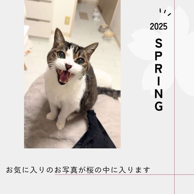 【キャンバス】サクラサクデザインキャンバスフォト