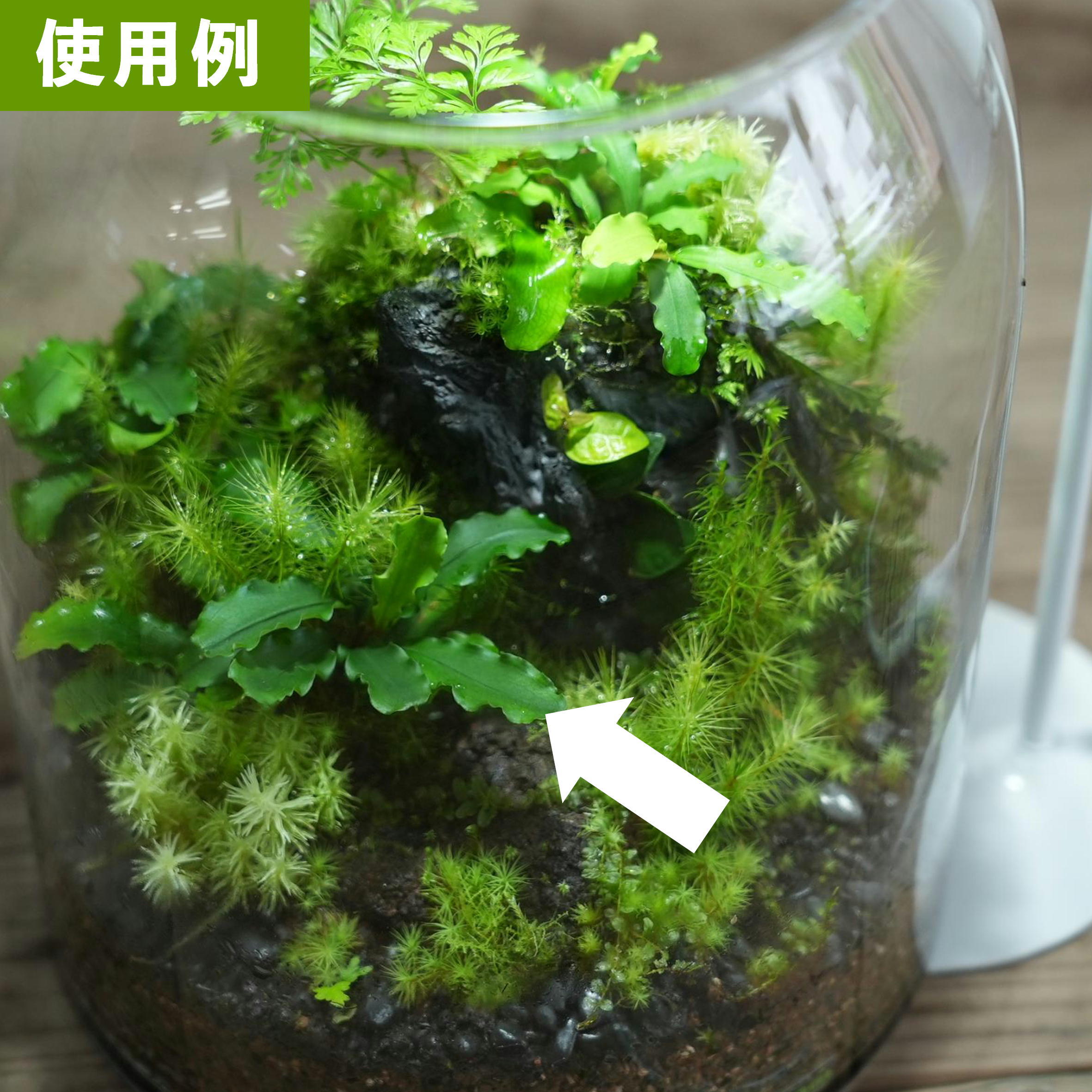 ブセファランドラ グリーンベルベット【熱帯植物】 苔テラリウム作製用