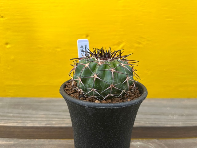 Discocactus gigantea　ディスコカクタス　ギガンティア　サボテン